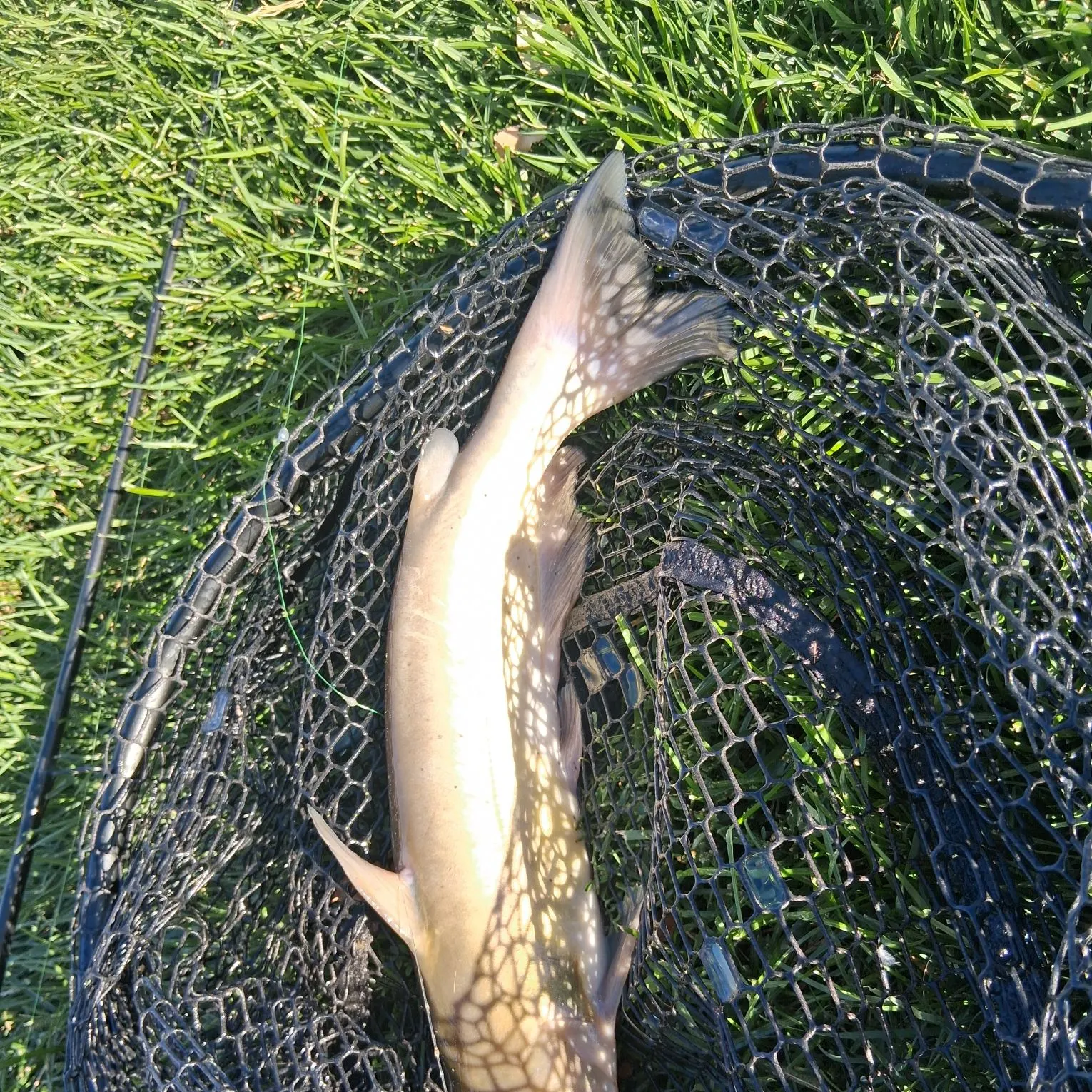 Channel catfish caught on Fishbrain