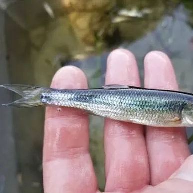 The most recent Round whitefish catches on Fishbrain