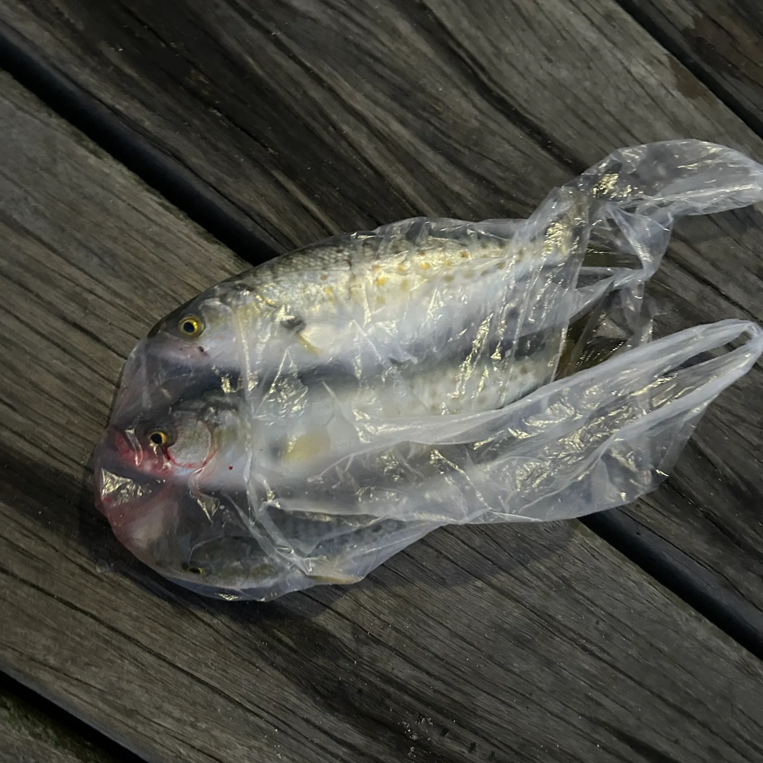 Eastern Australian salmon caught on Fishbrain