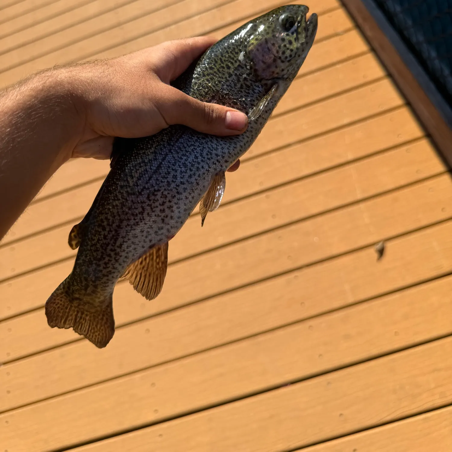 Rainbow trout caught on Fishbrain