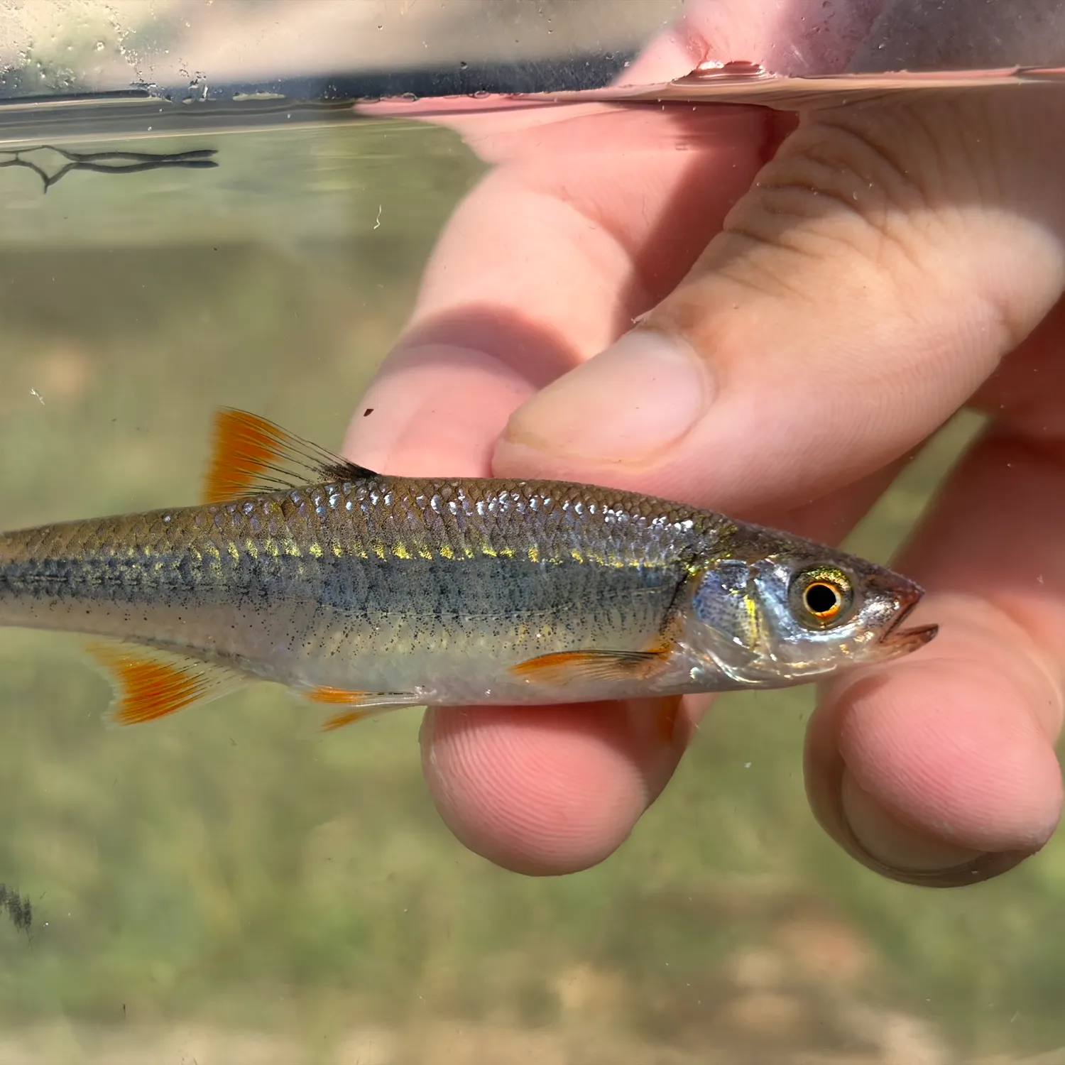 The most recent Scarlet shiner catches on Fishbrain