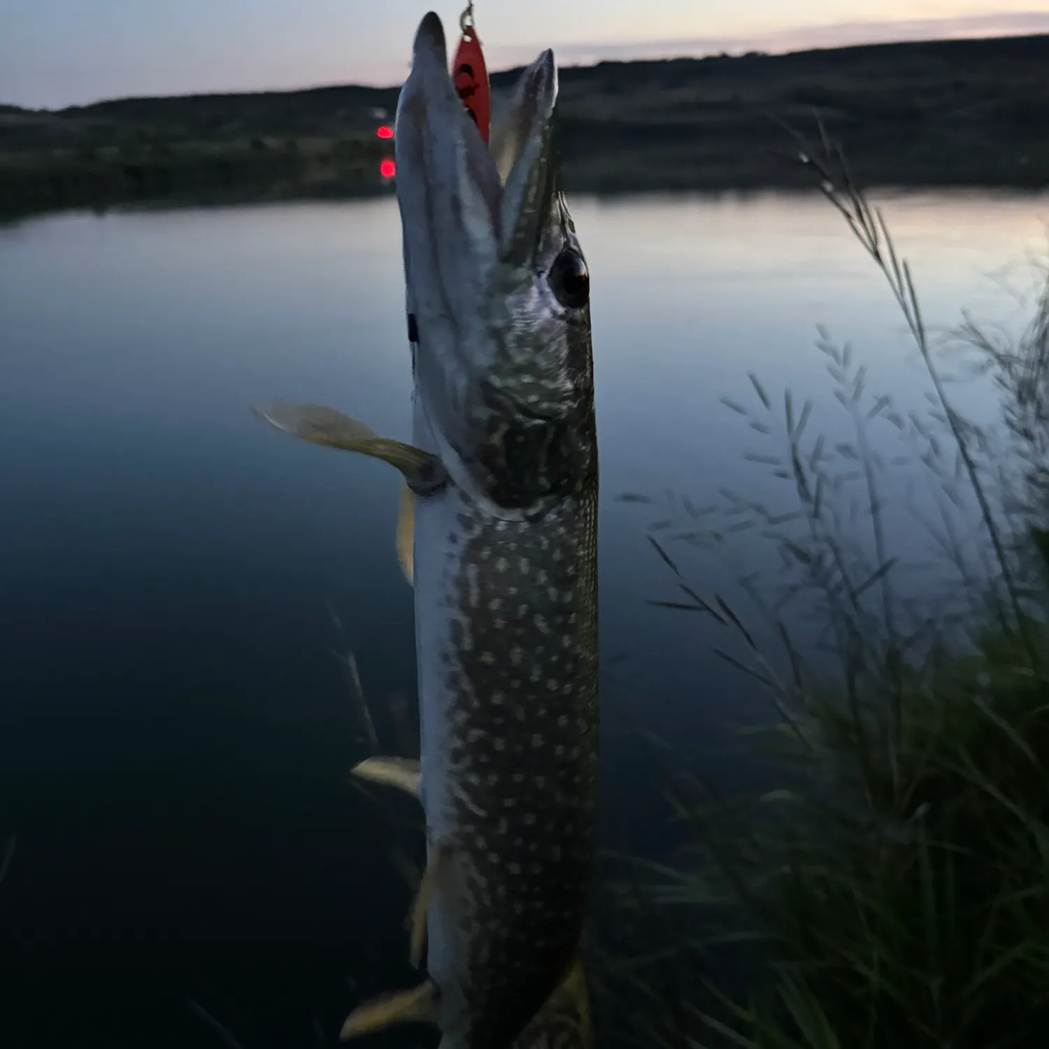 Northern pike caught on Fishbrain