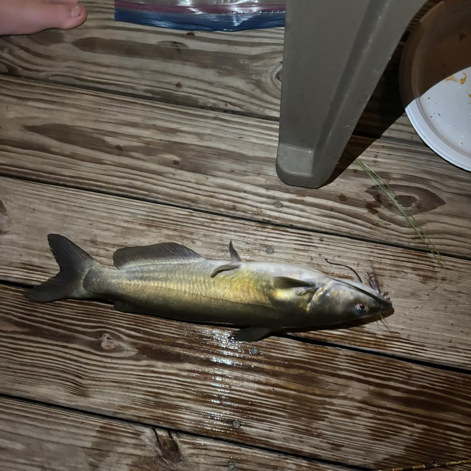 Fish caught on Fishbrain