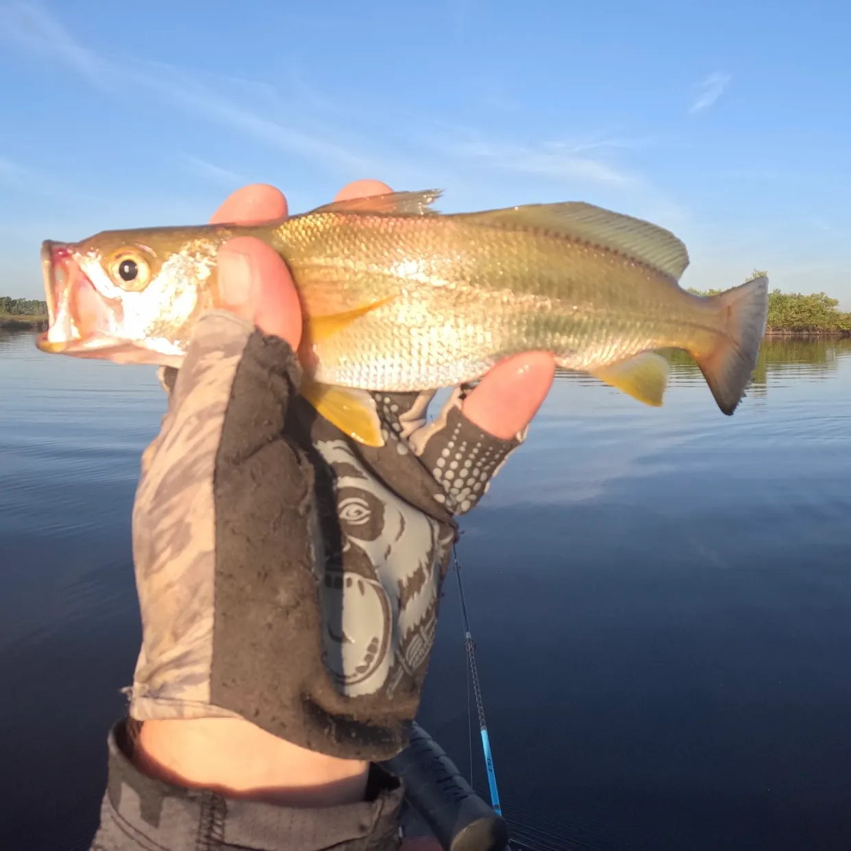 The most recent Silver seatrout catches on Fishbrain