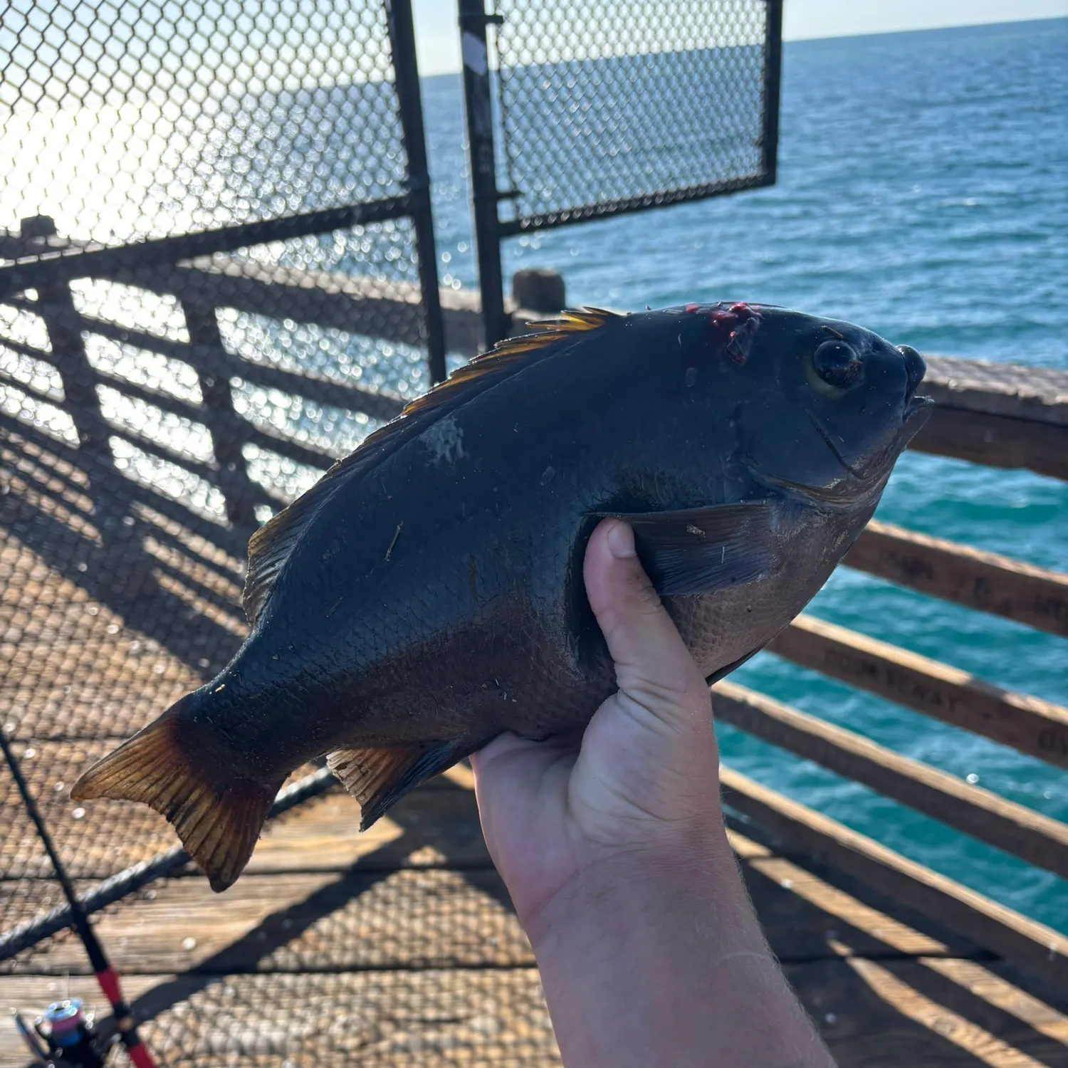 The most recent Opaleye catches on Fishbrain
