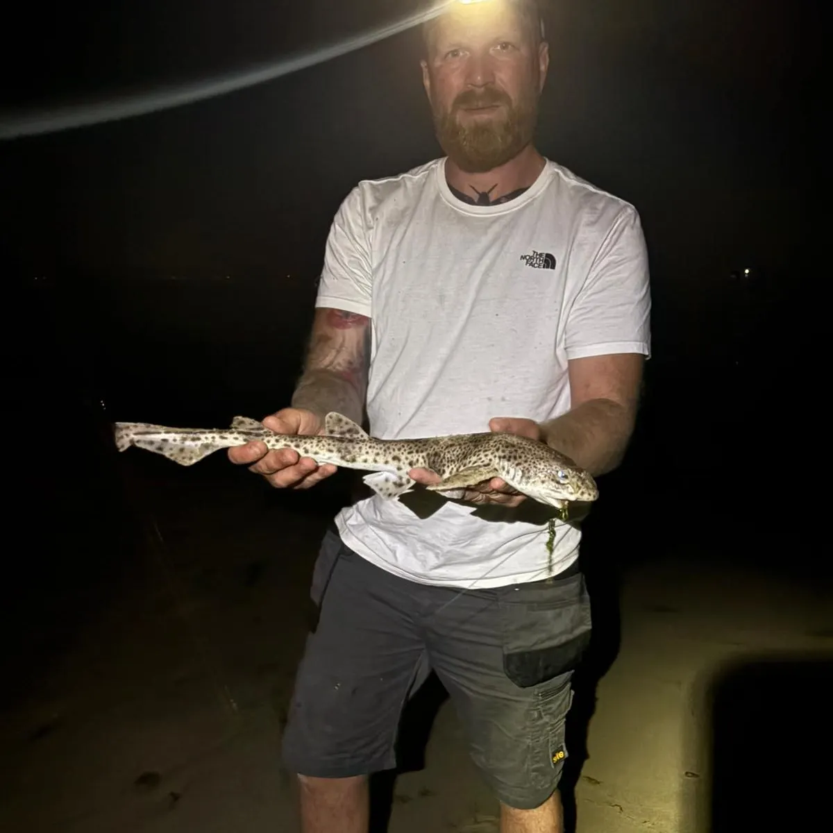 The most recent Nursehound catches on Fishbrain