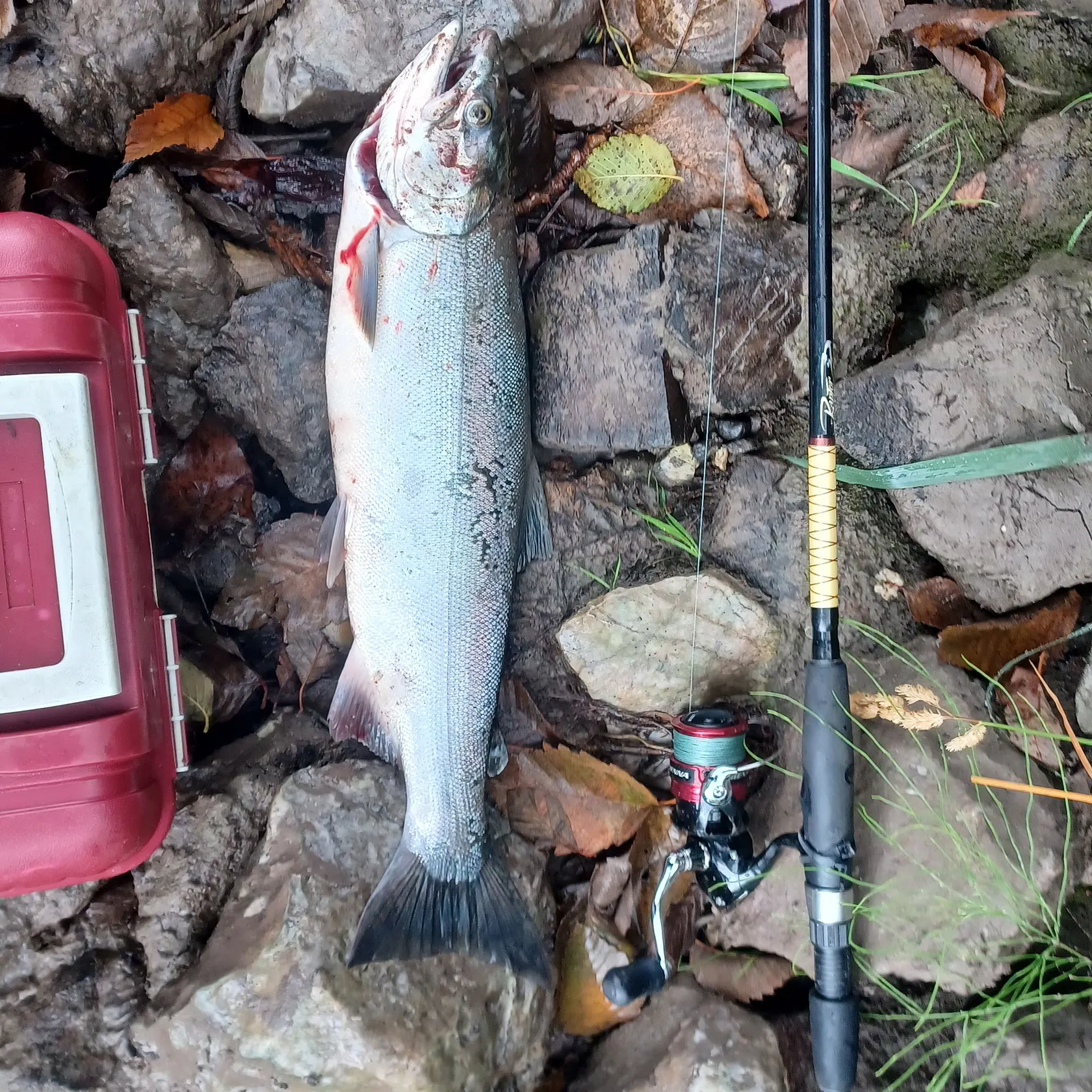 Coho salmon caught on Fishbrain