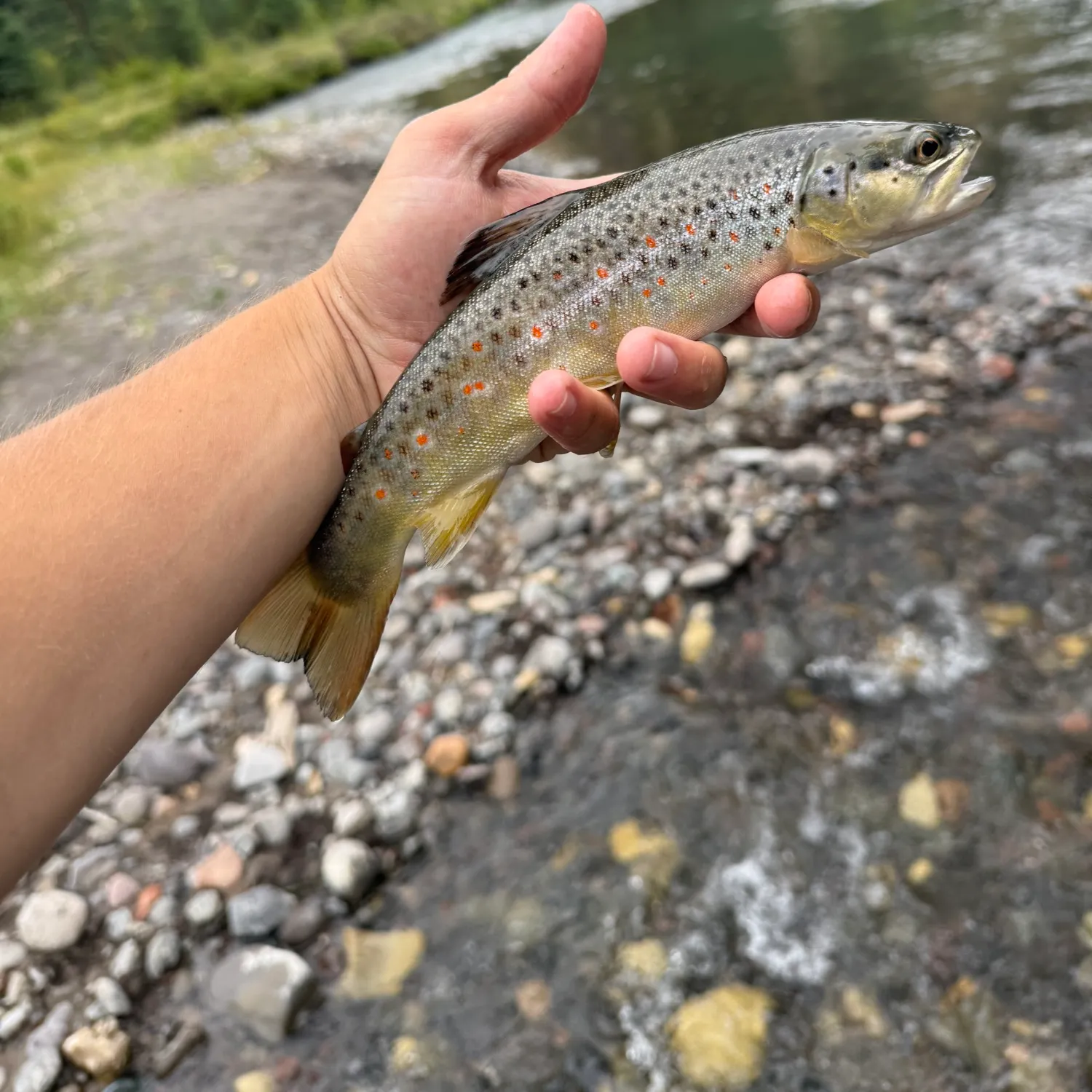 Brown trout caught on Fishbrain