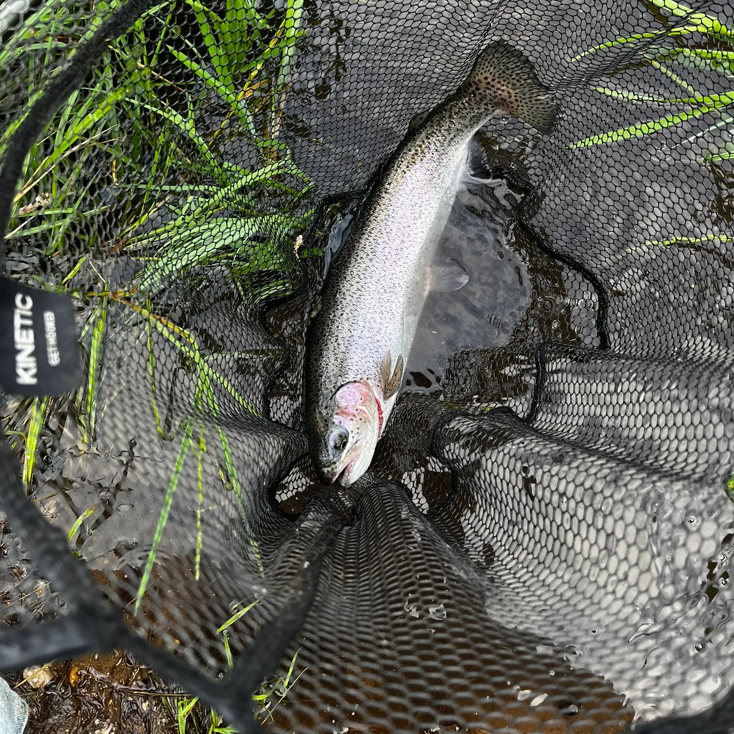 Rainbow trout caught on Fishbrain