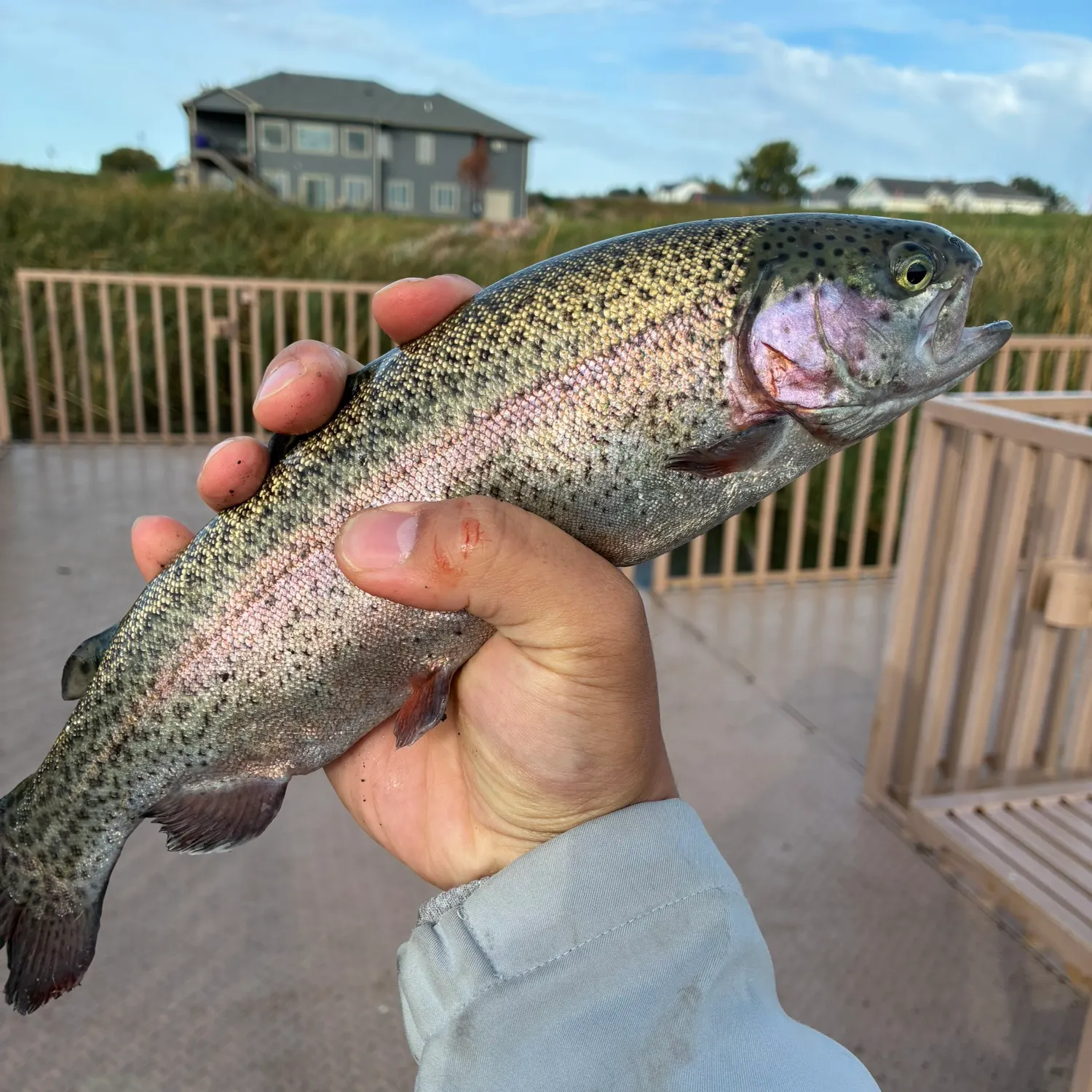 Rainbow trout caught on Fishbrain