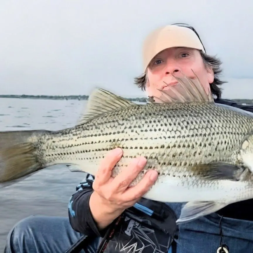 Wiper caught on Fishbrain
