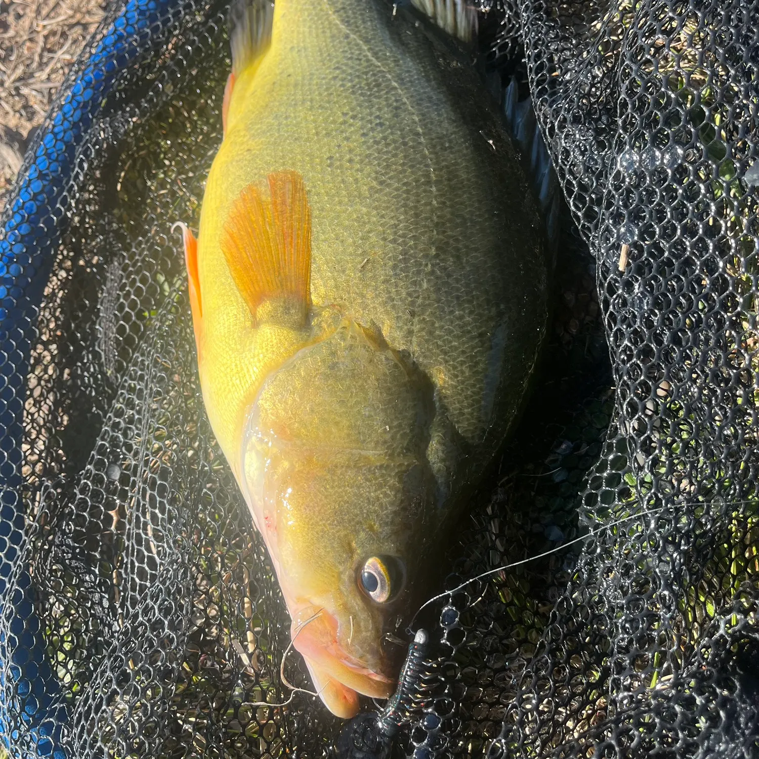 Golden perch caught on Fishbrain