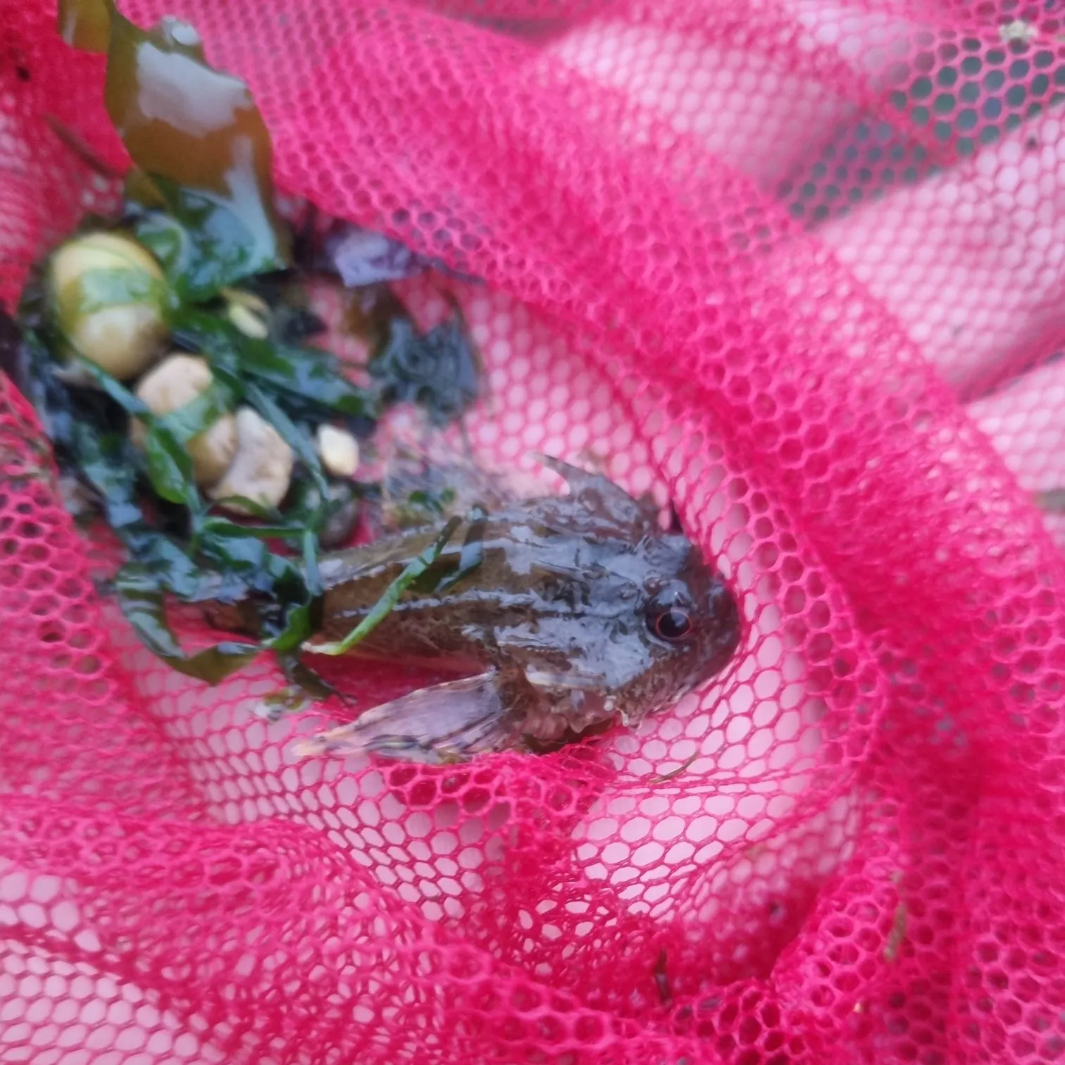Longspined bullhead caught on Fishbrain