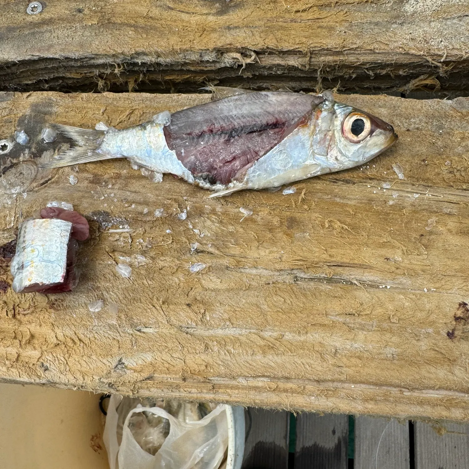angler catch