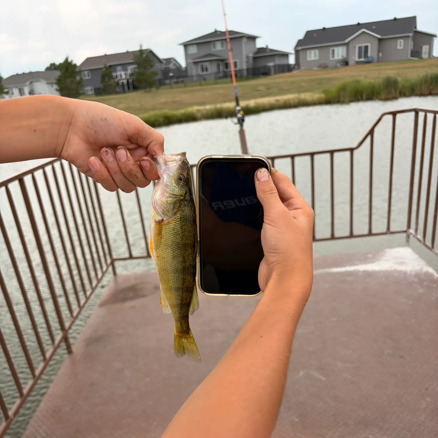 Yellow perch caught on Fishbrain
