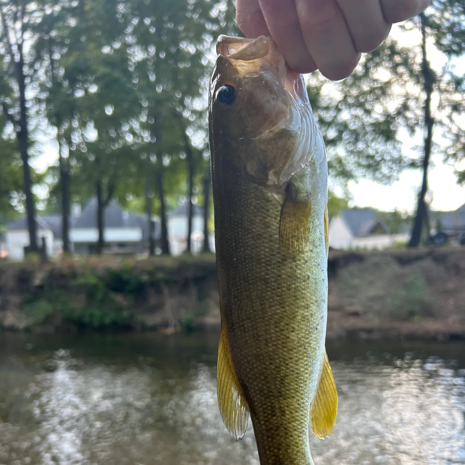 Smallmouth bass caught on Fishbrain