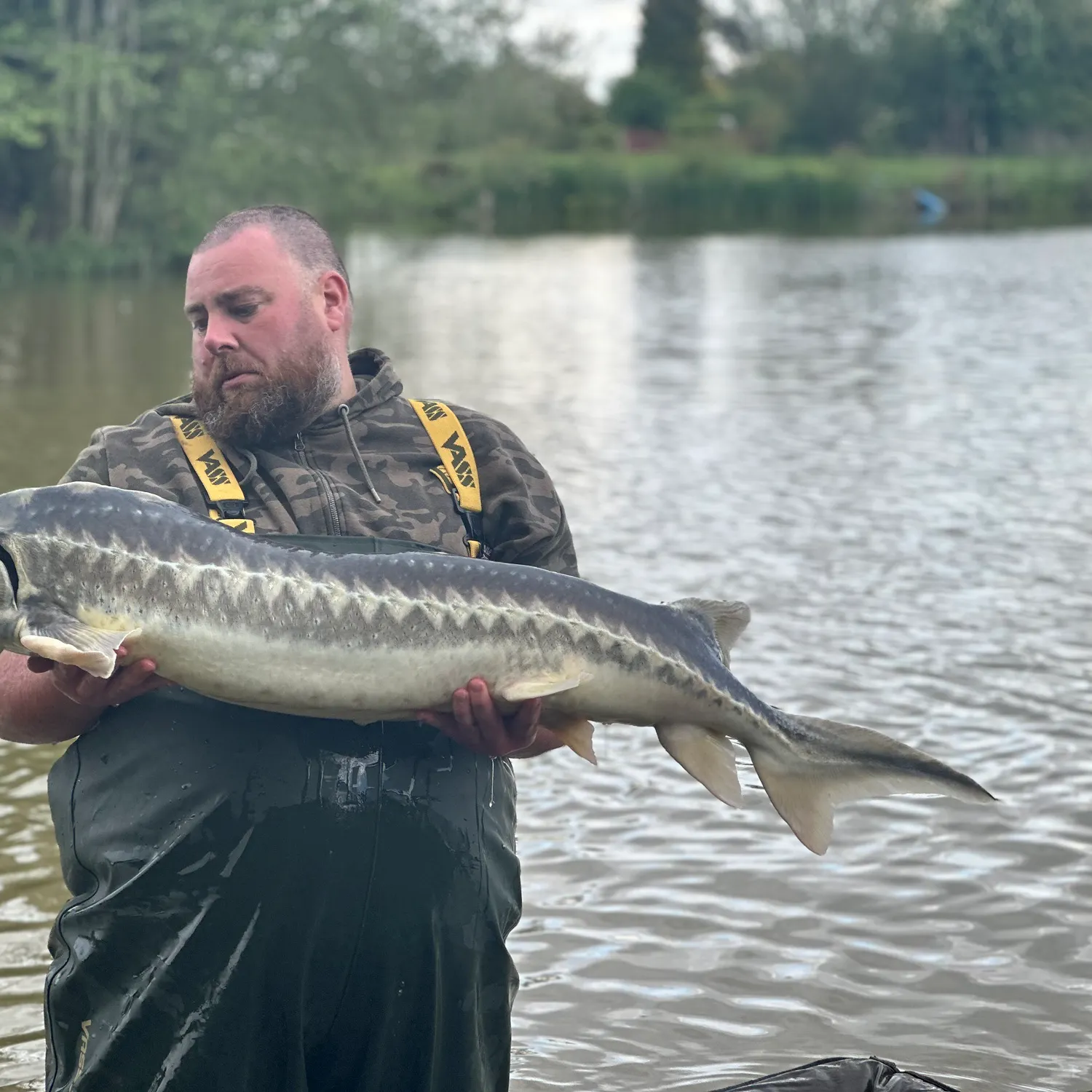 The most recent European sturgeon catches on Fishbrain
