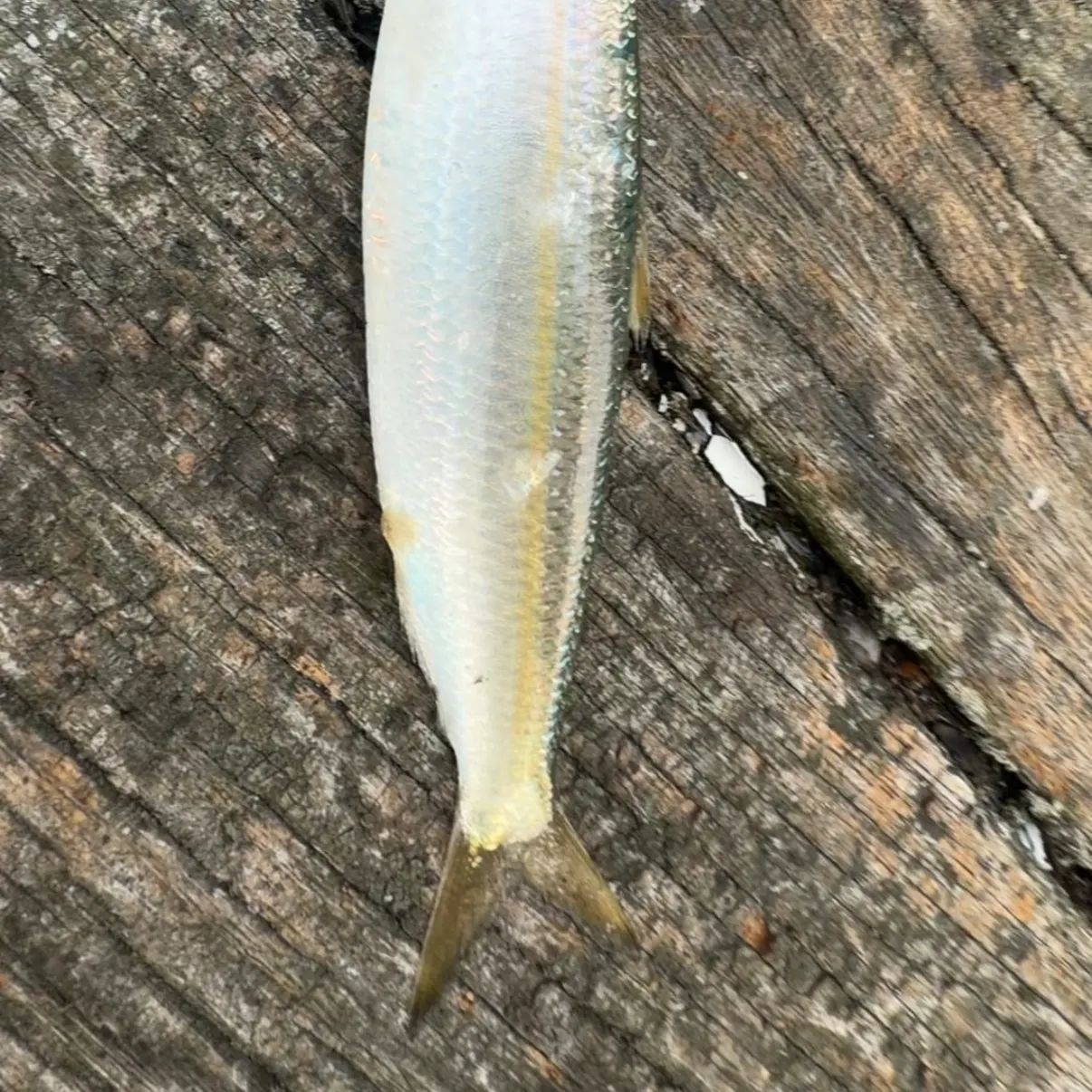 Round sardinella caught on Fishbrain