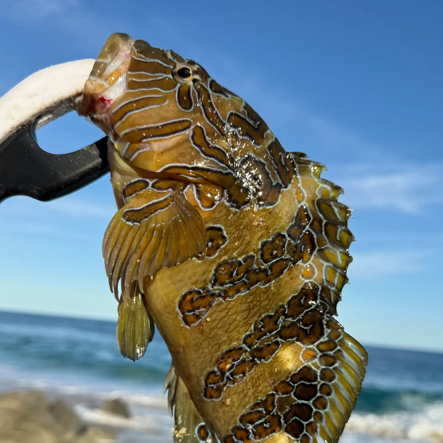 The most recent Giant hawkfish catches on Fishbrain