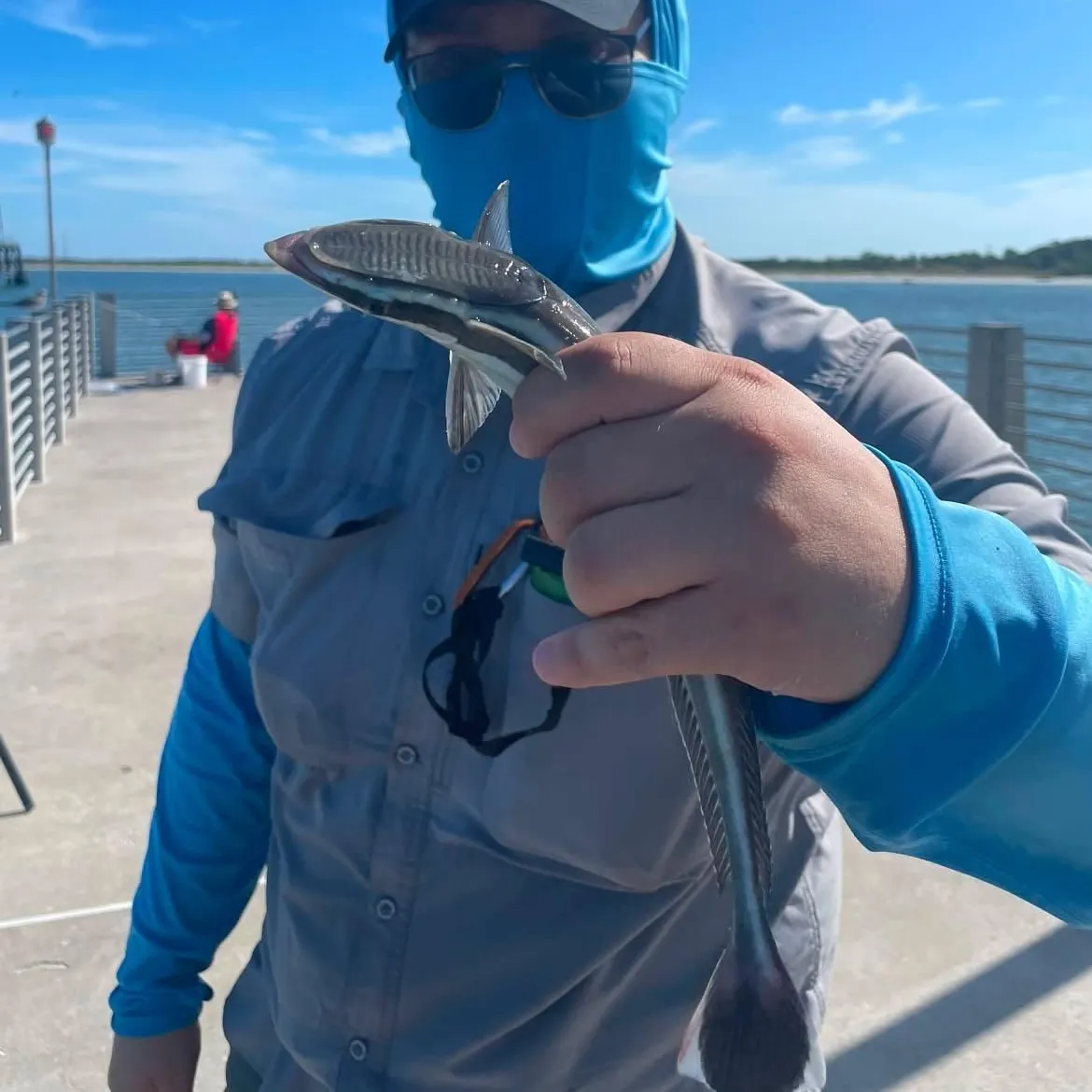 The most recent Live sharksucker catches on Fishbrain