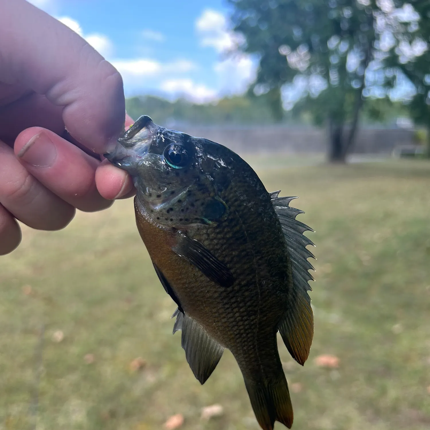 Spotted sunfish caught on Fishbrain