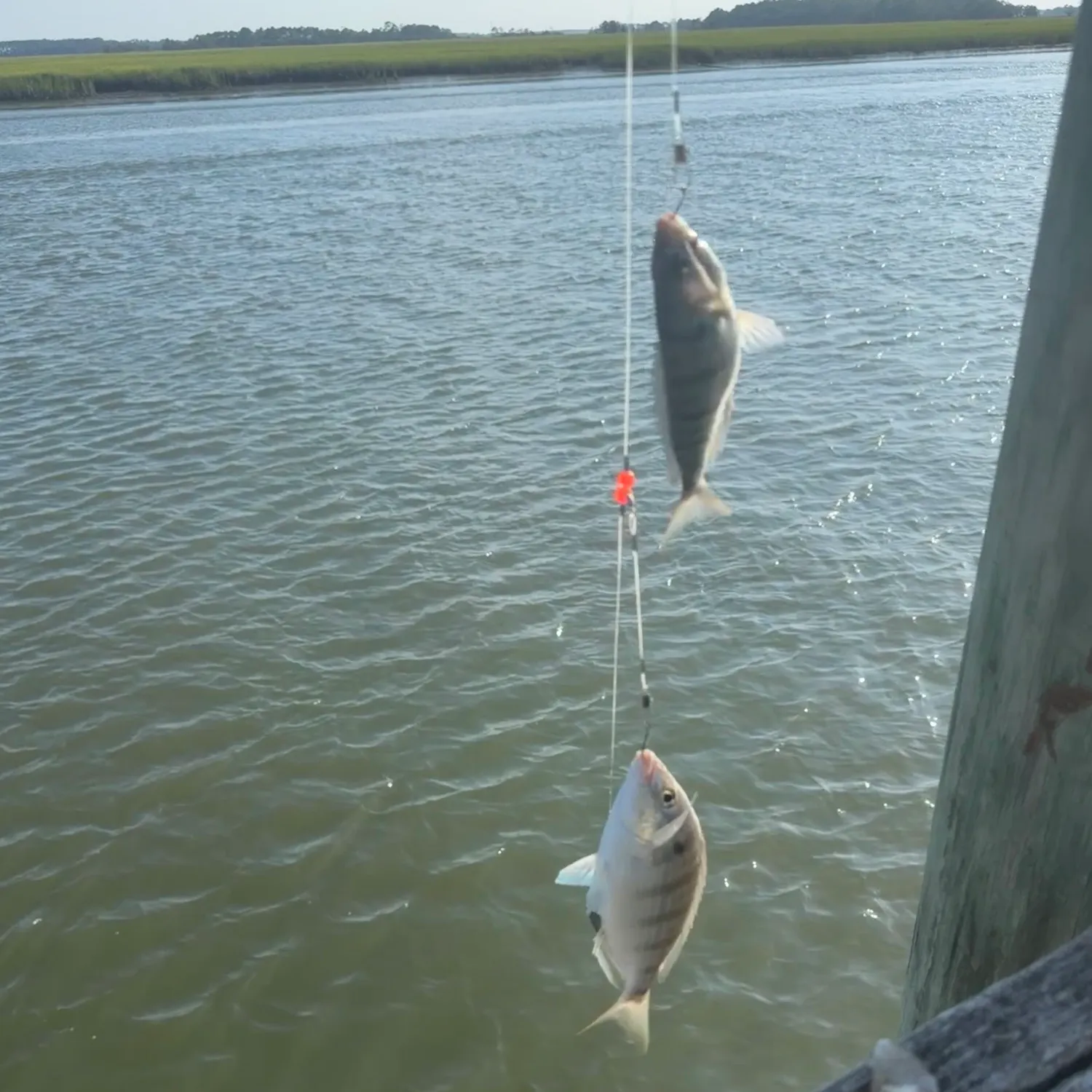 Pinfish caught on Fishbrain