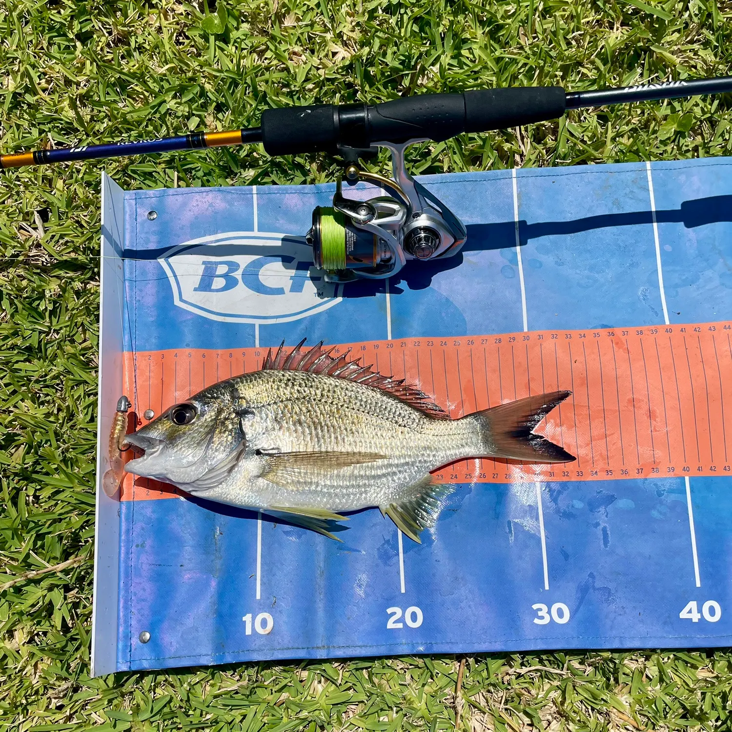 The most recent Southern black bream catches on Fishbrain