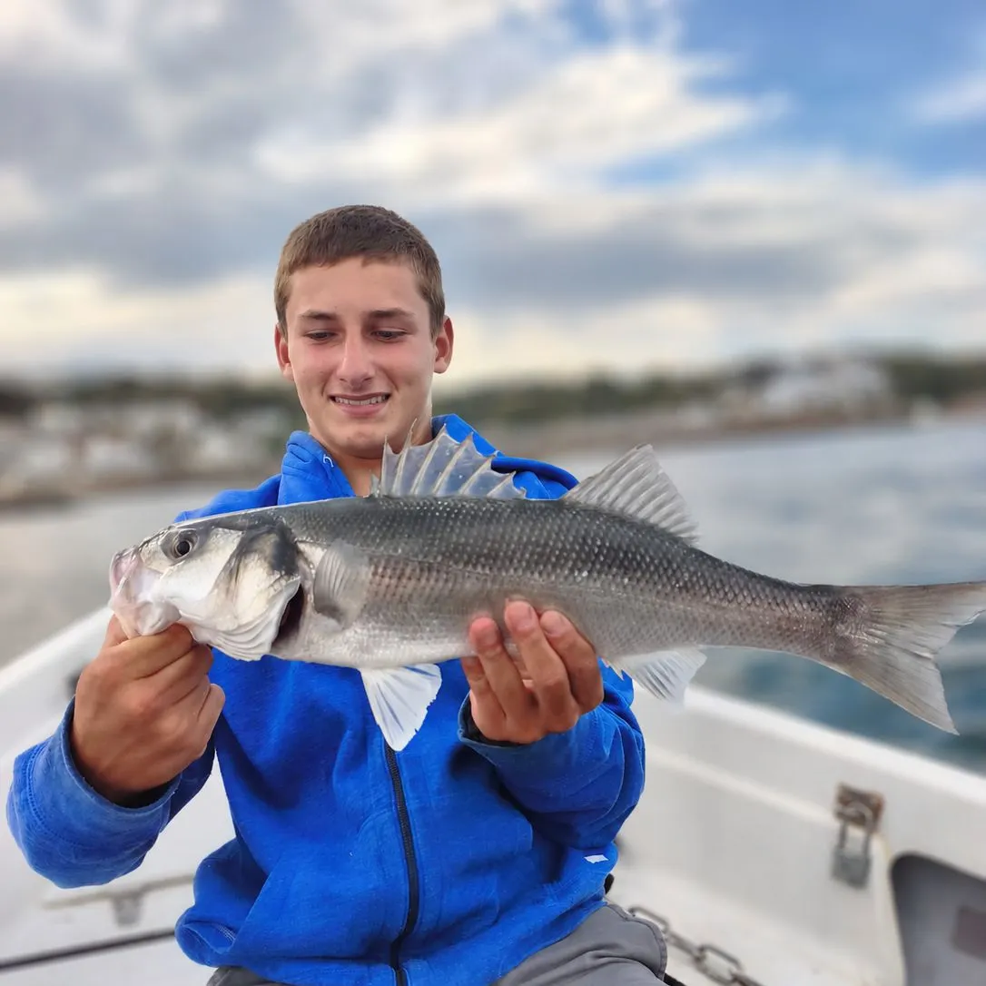 European seabass caught on Fishbrain
