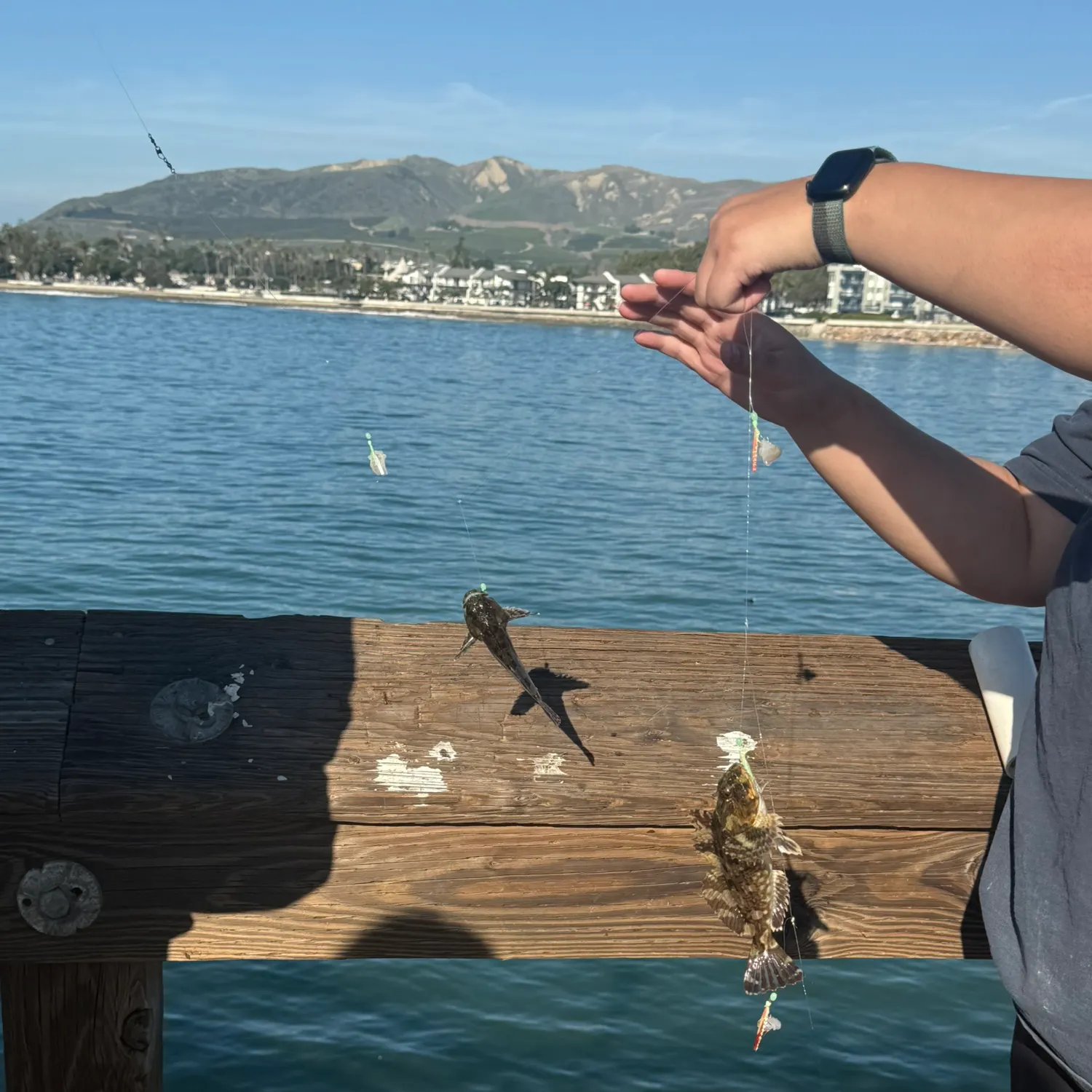 recently logged catches