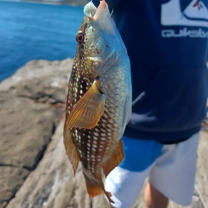 Redbelly tilapia caught on Fishbrain