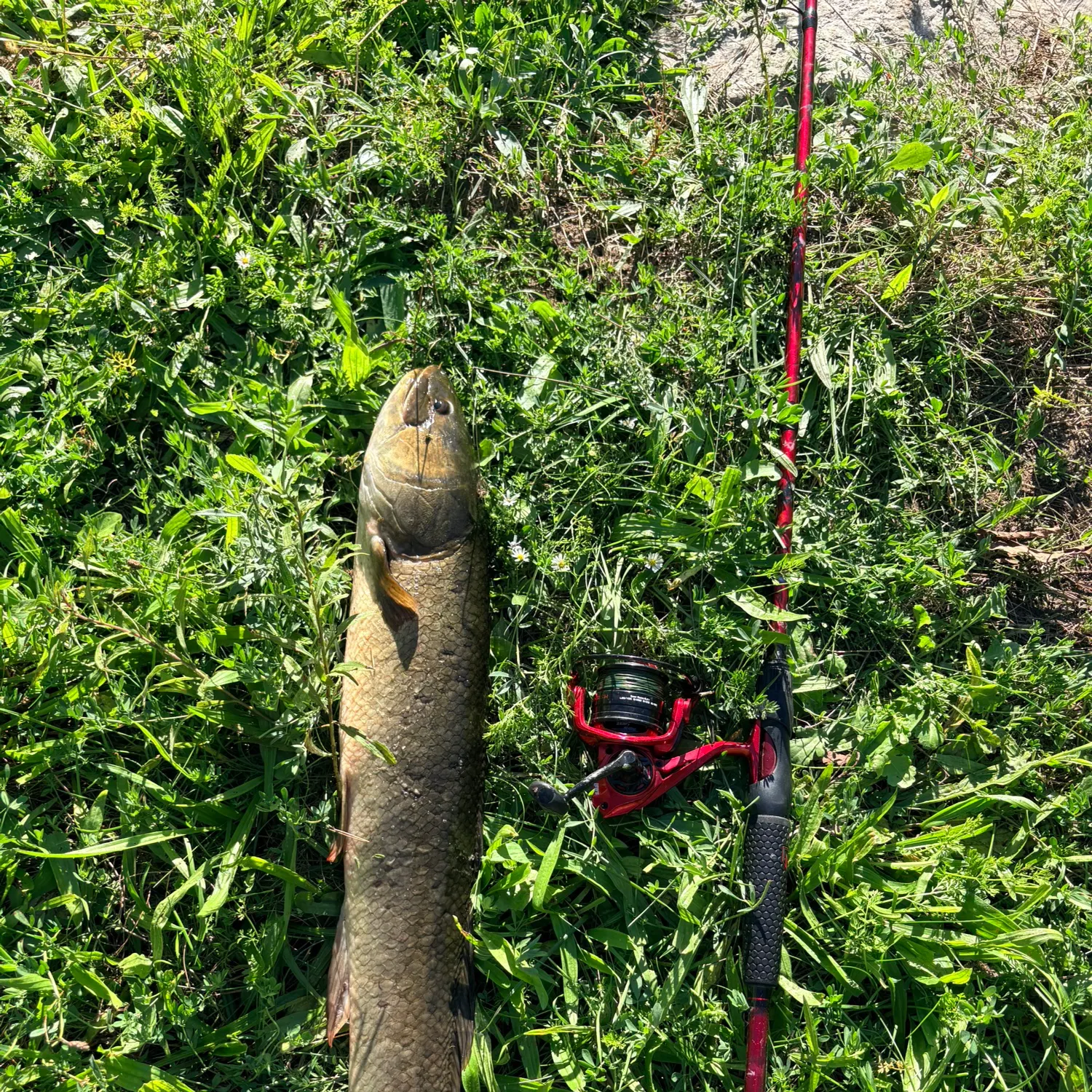 Eyetail bowfin caught on Fishbrain