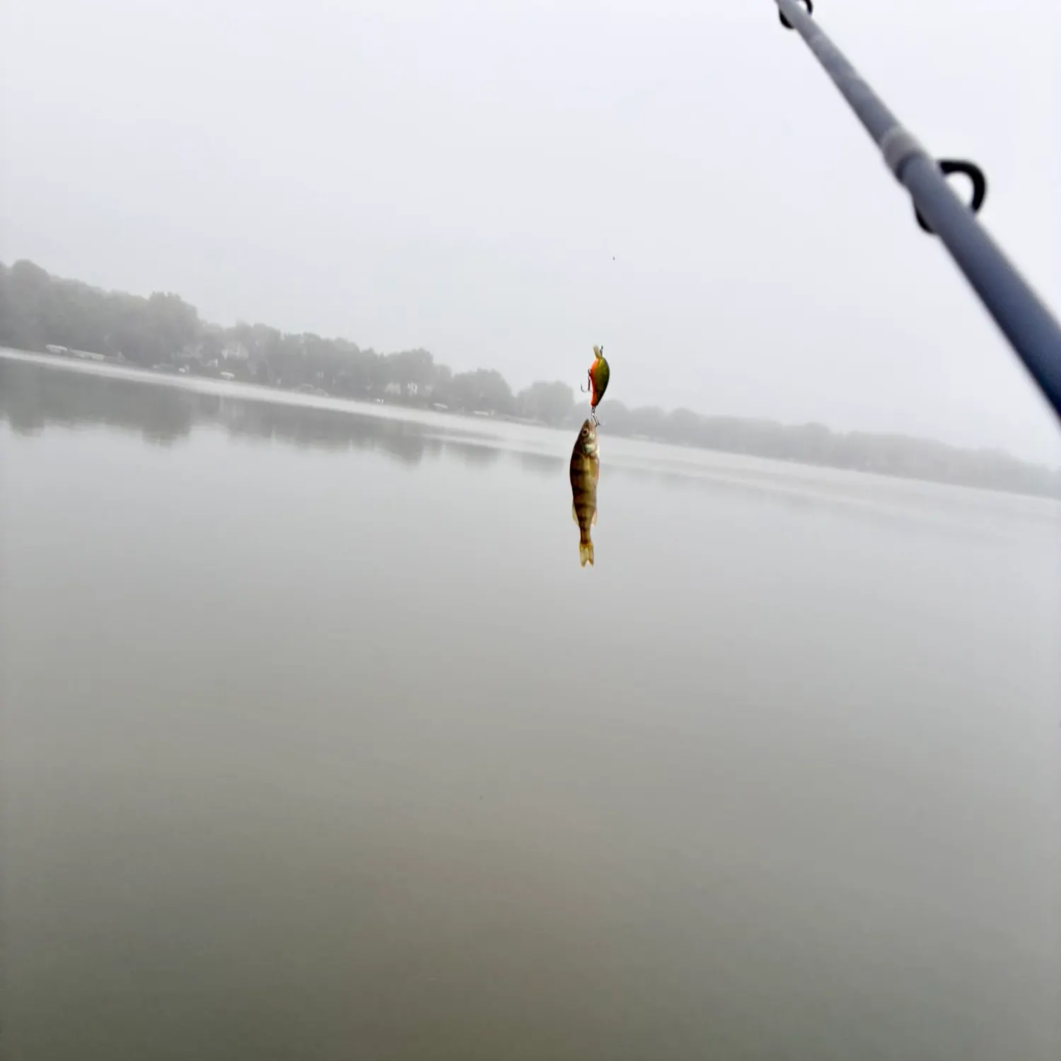 Yellow perch caught on Fishbrain