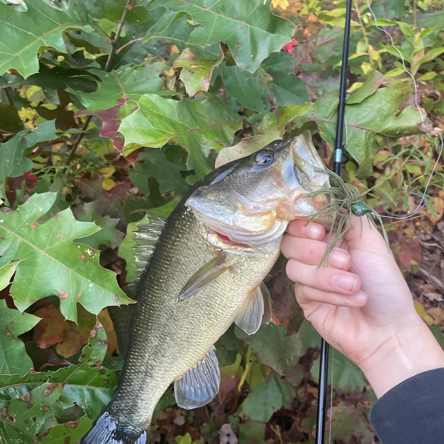 Largemouth bass caught on Fishbrain