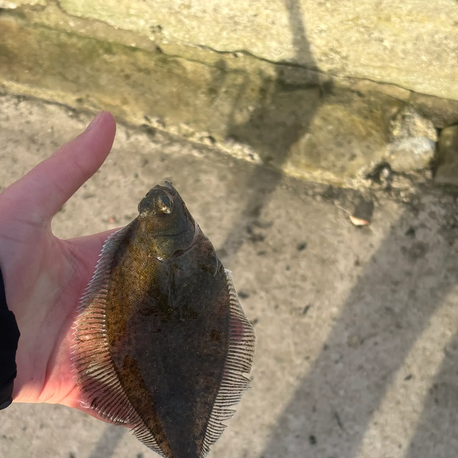 The most recent Common dab catches on Fishbrain