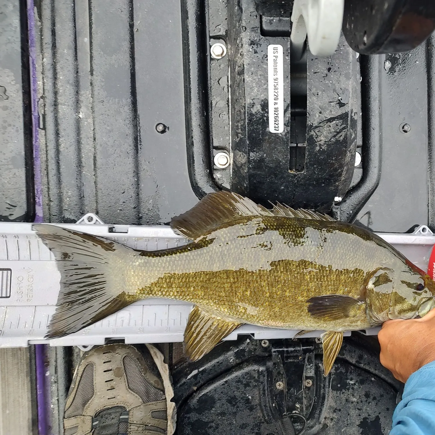 Smallmouth bass caught on Fishbrain