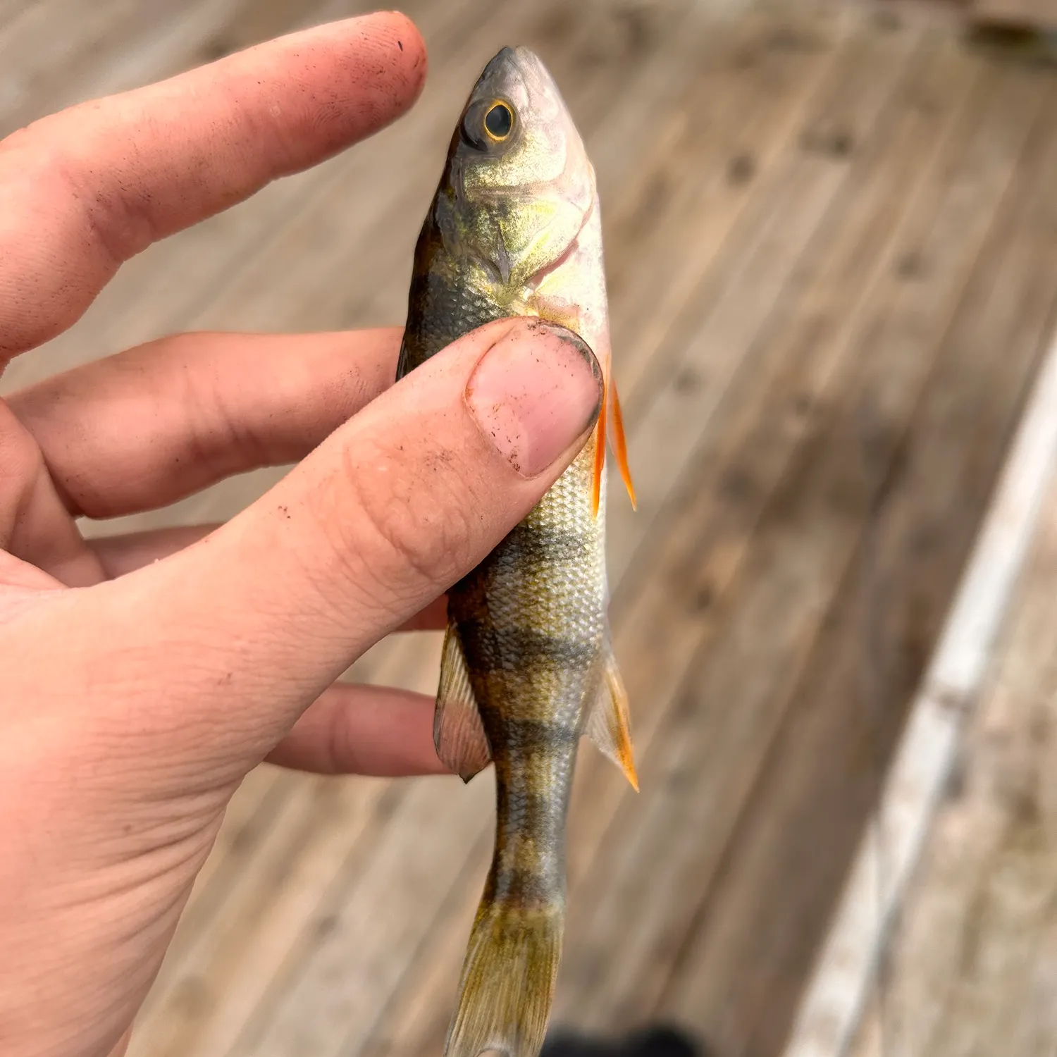Yellow perch caught on Fishbrain