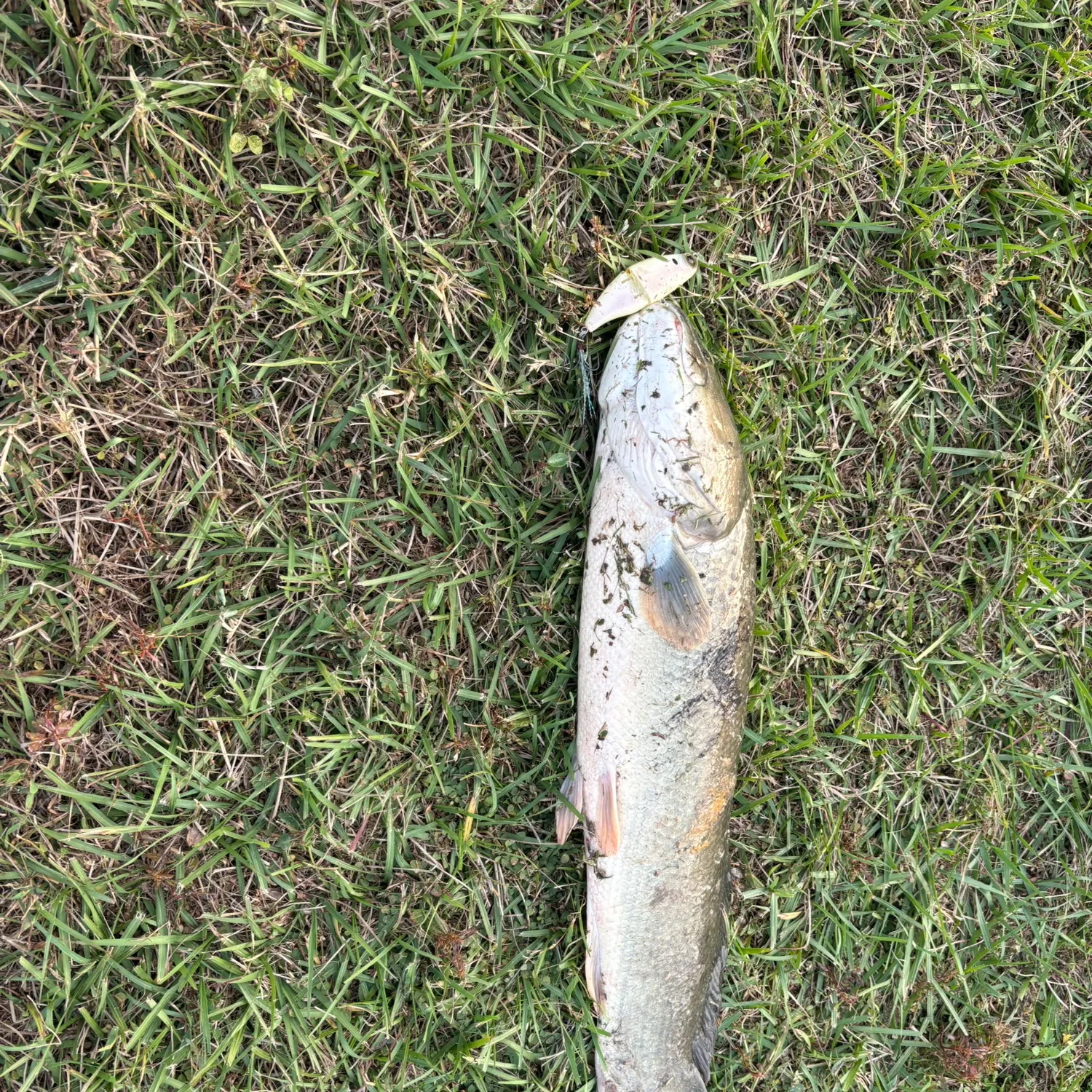 The most recent Ruddy bowfin catches on Fishbrain