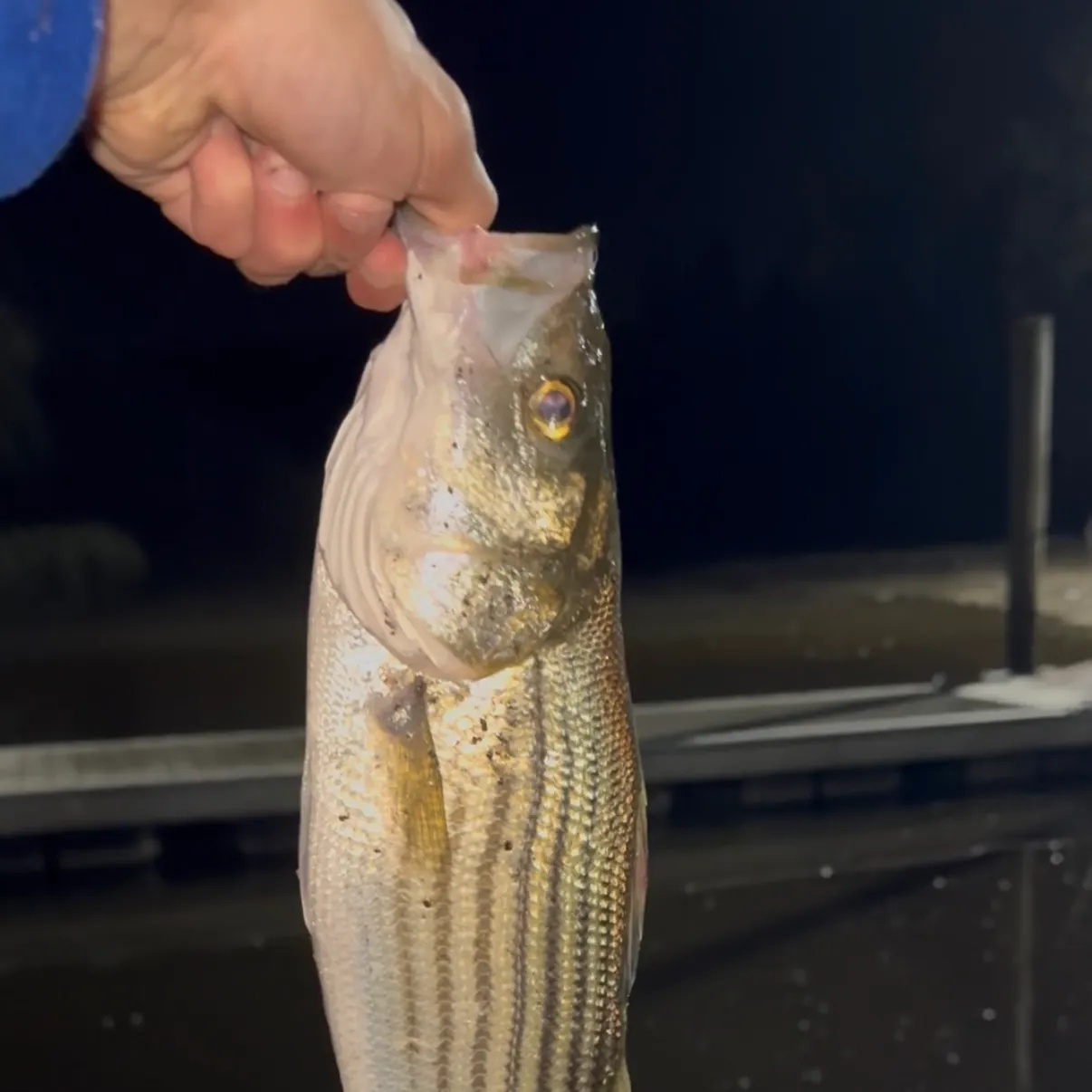Striped bass caught on Fishbrain