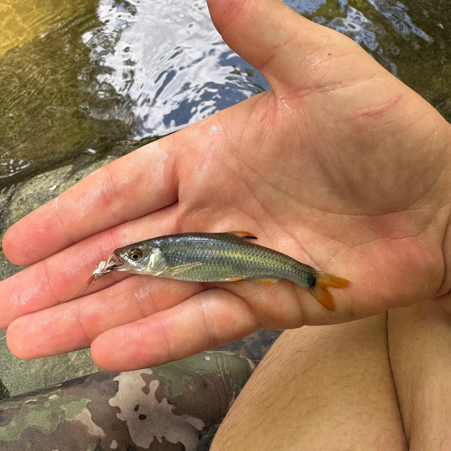 The most recent Tricolor shiner catches on Fishbrain
