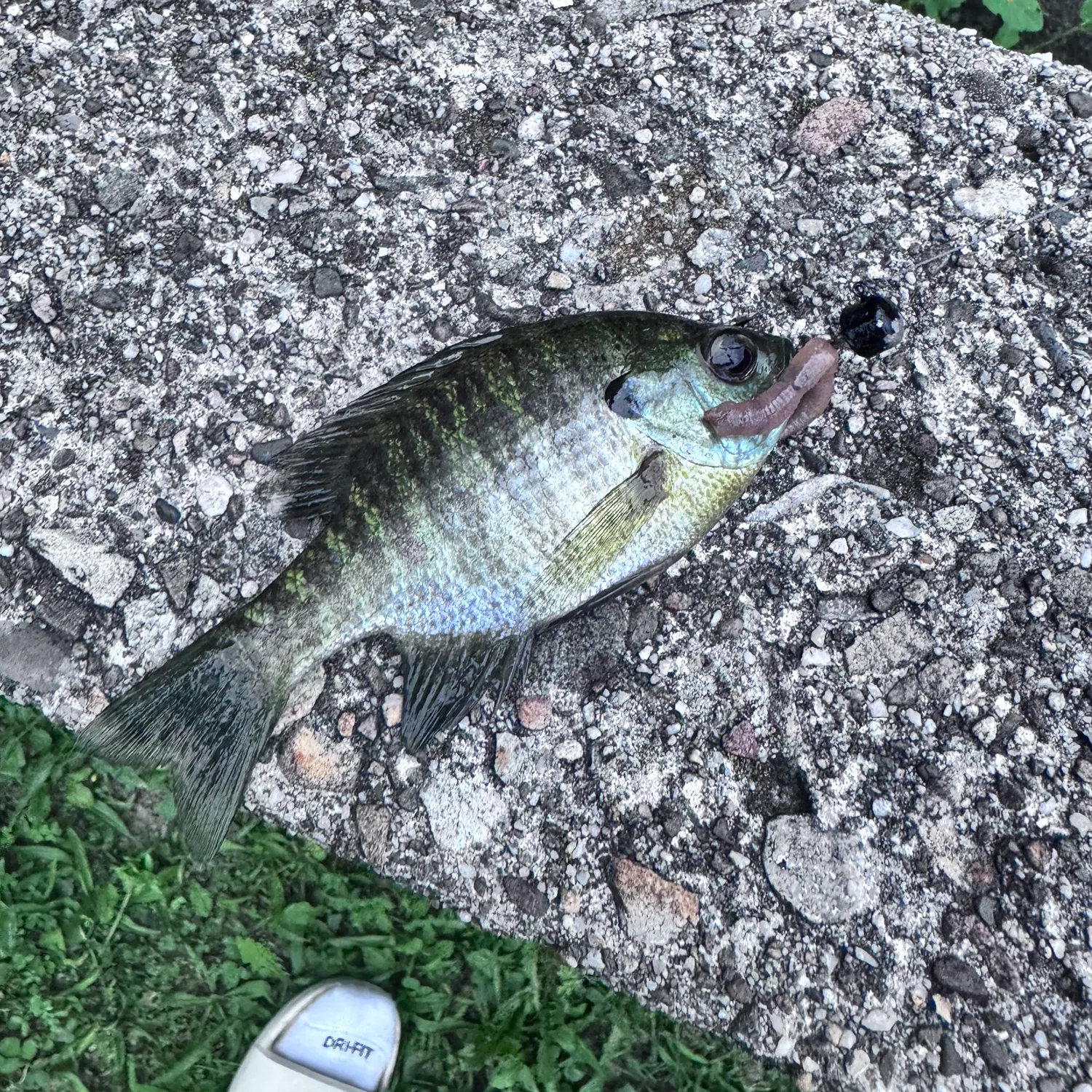 Bluegill caught on Fishbrain