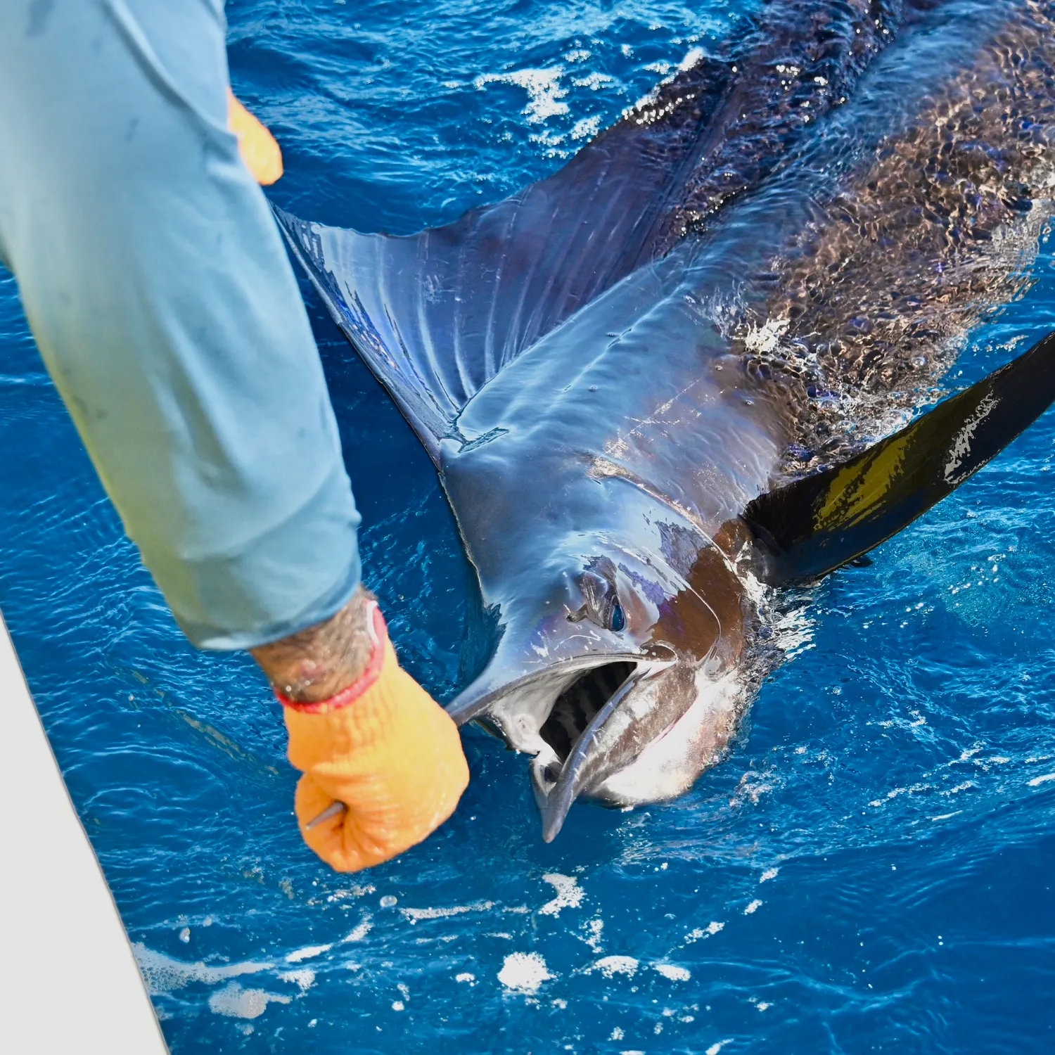 The most recent Indo-Pacific sailfish catches on Fishbrain