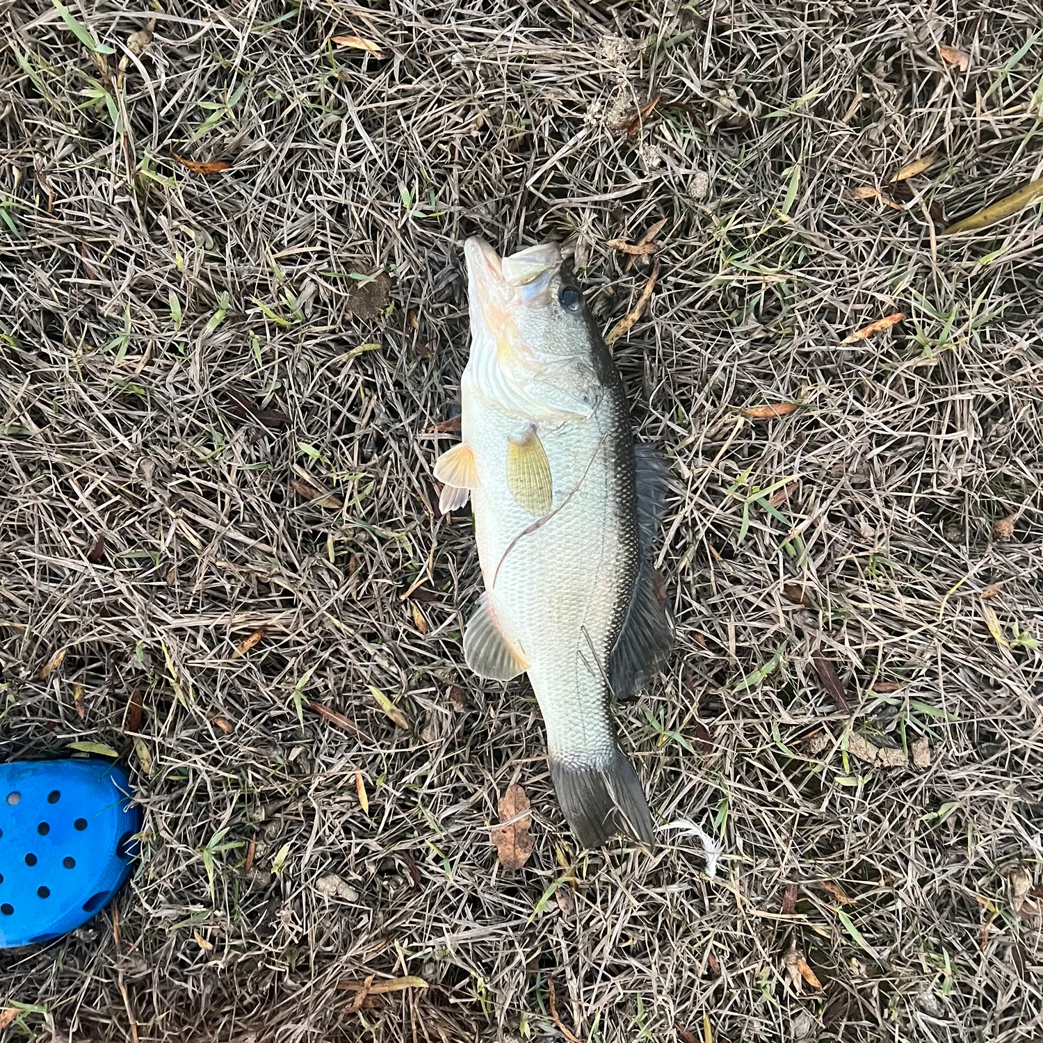 The most recent Largemouth bass catches on Fishbrain