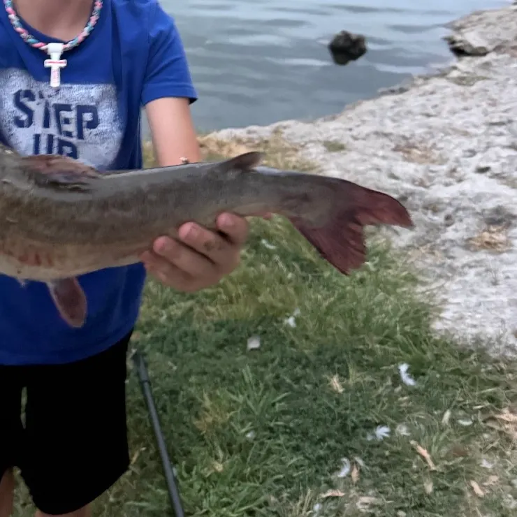 Channel catfish caught on Fishbrain