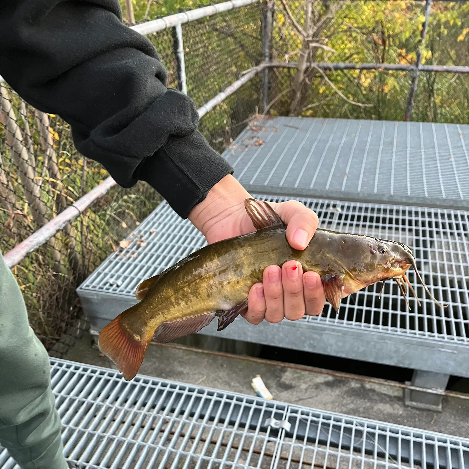Yellow bullhead caught on Fishbrain