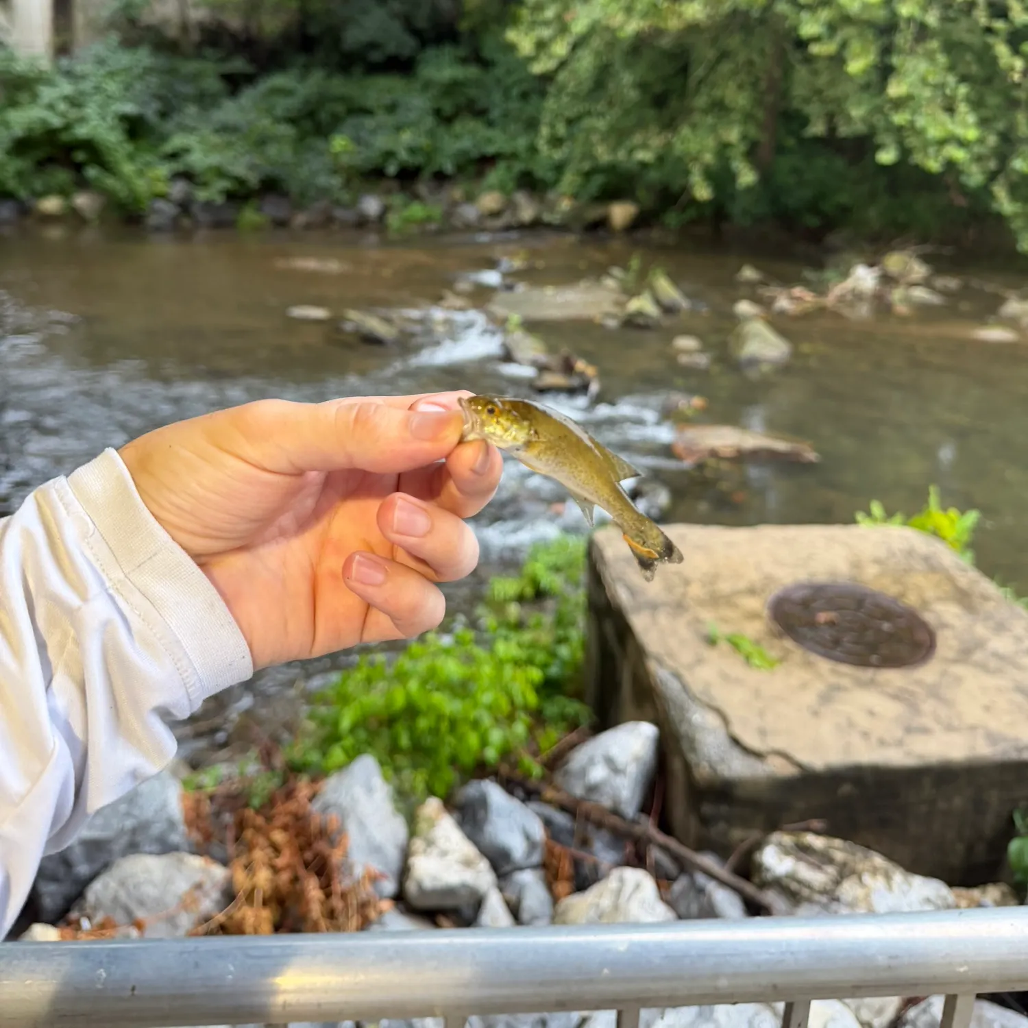 Fish caught on Fishbrain