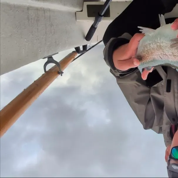 Pink salmon caught on Fishbrain