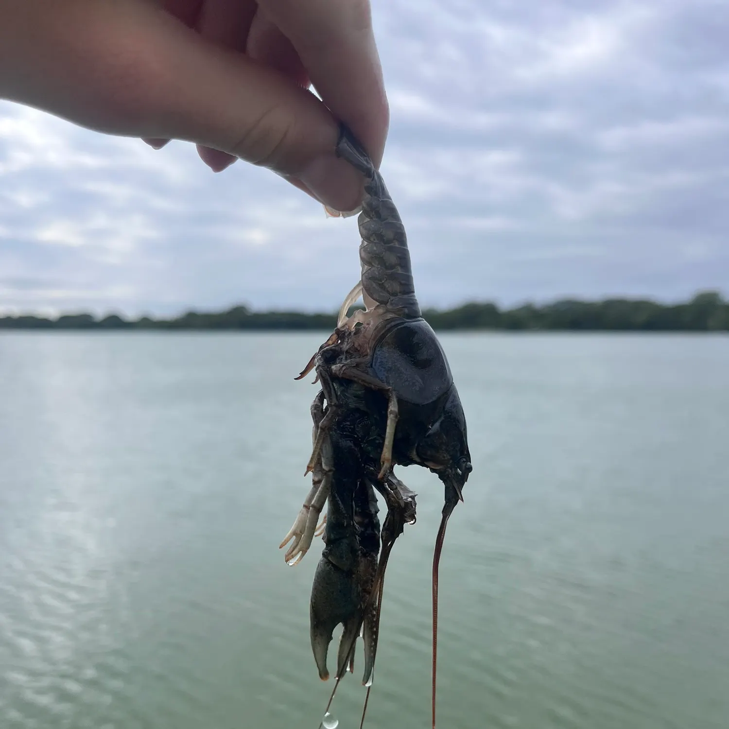 Virile crayfish caught on Fishbrain
