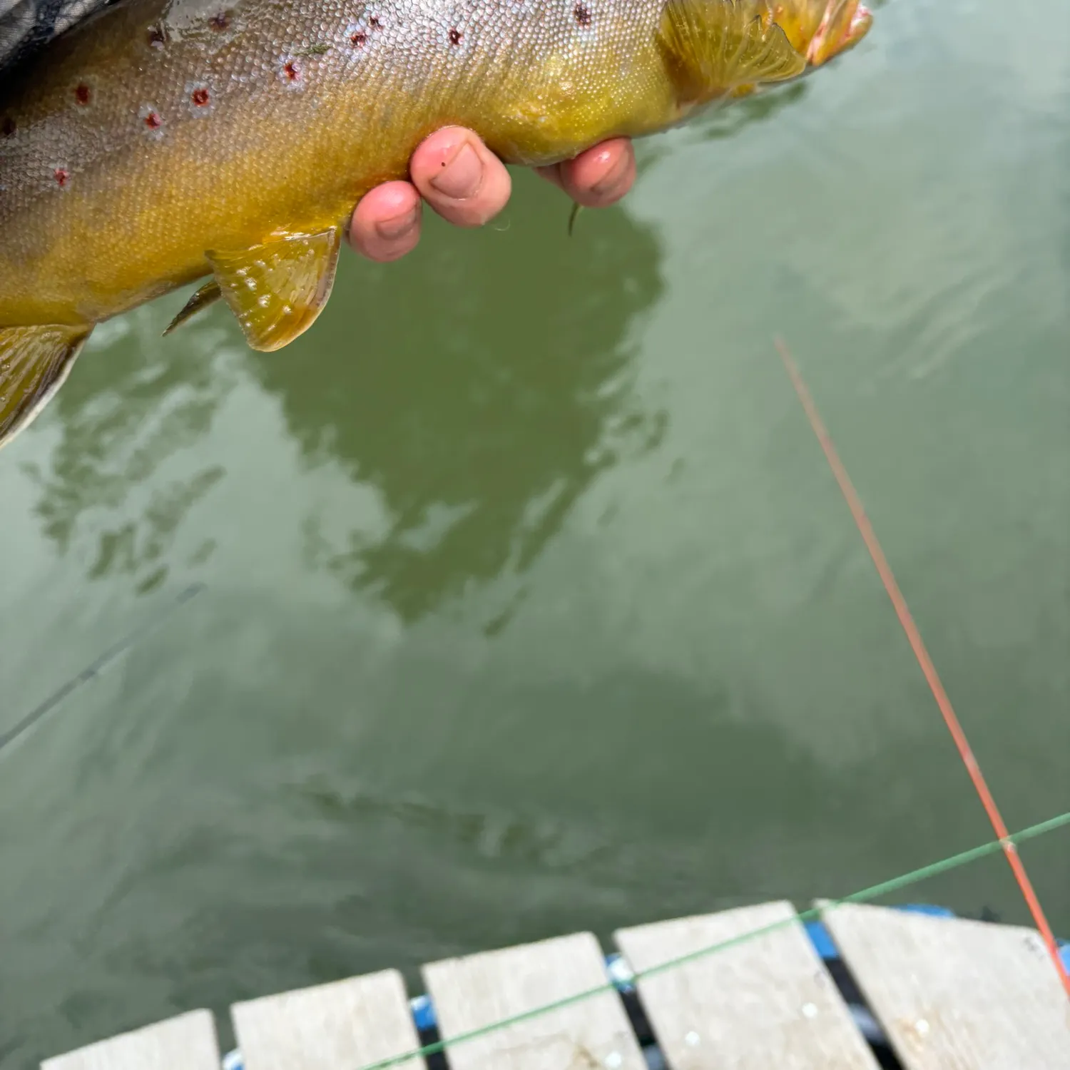 Brown trout caught on Fishbrain