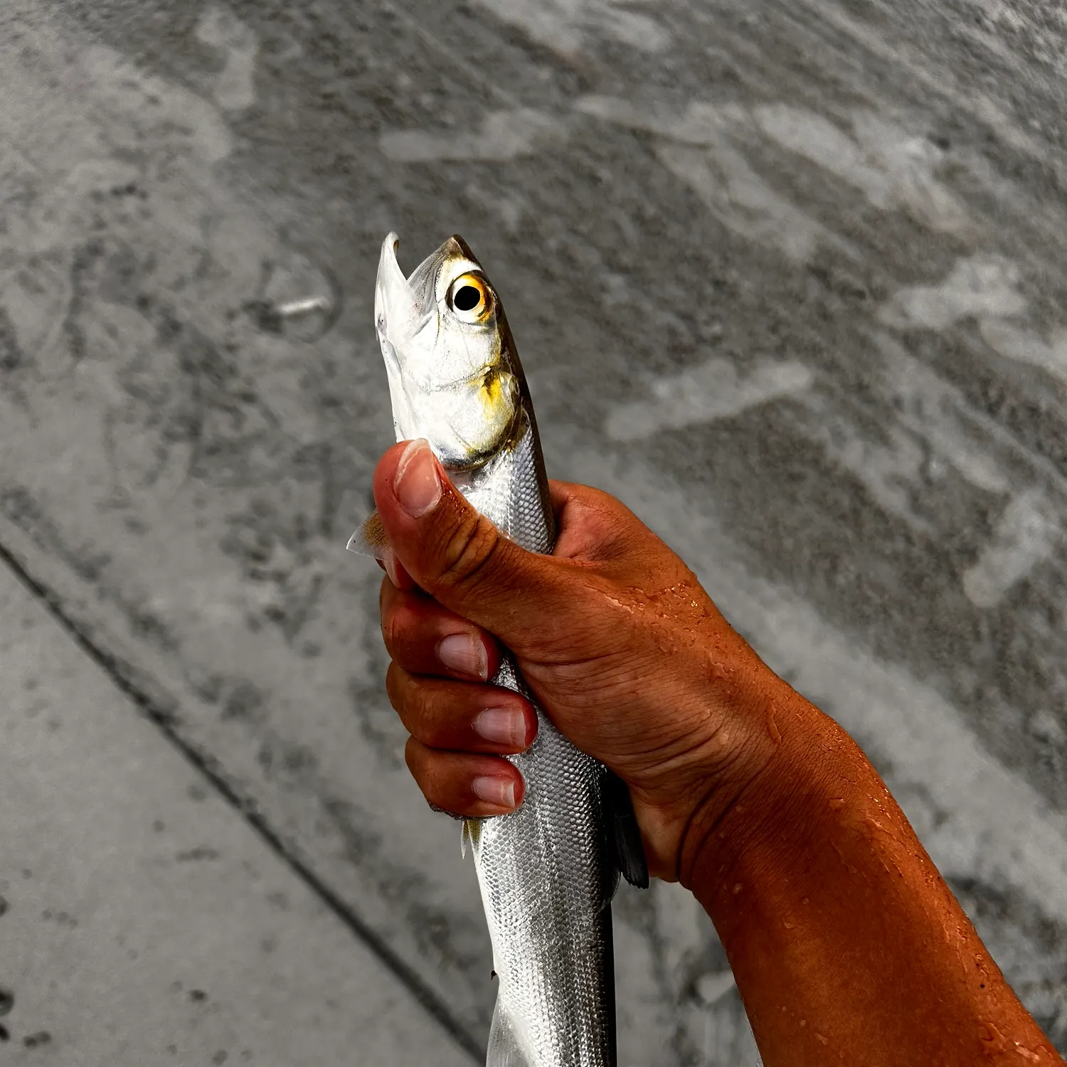 Ladyfish caught on Fishbrain