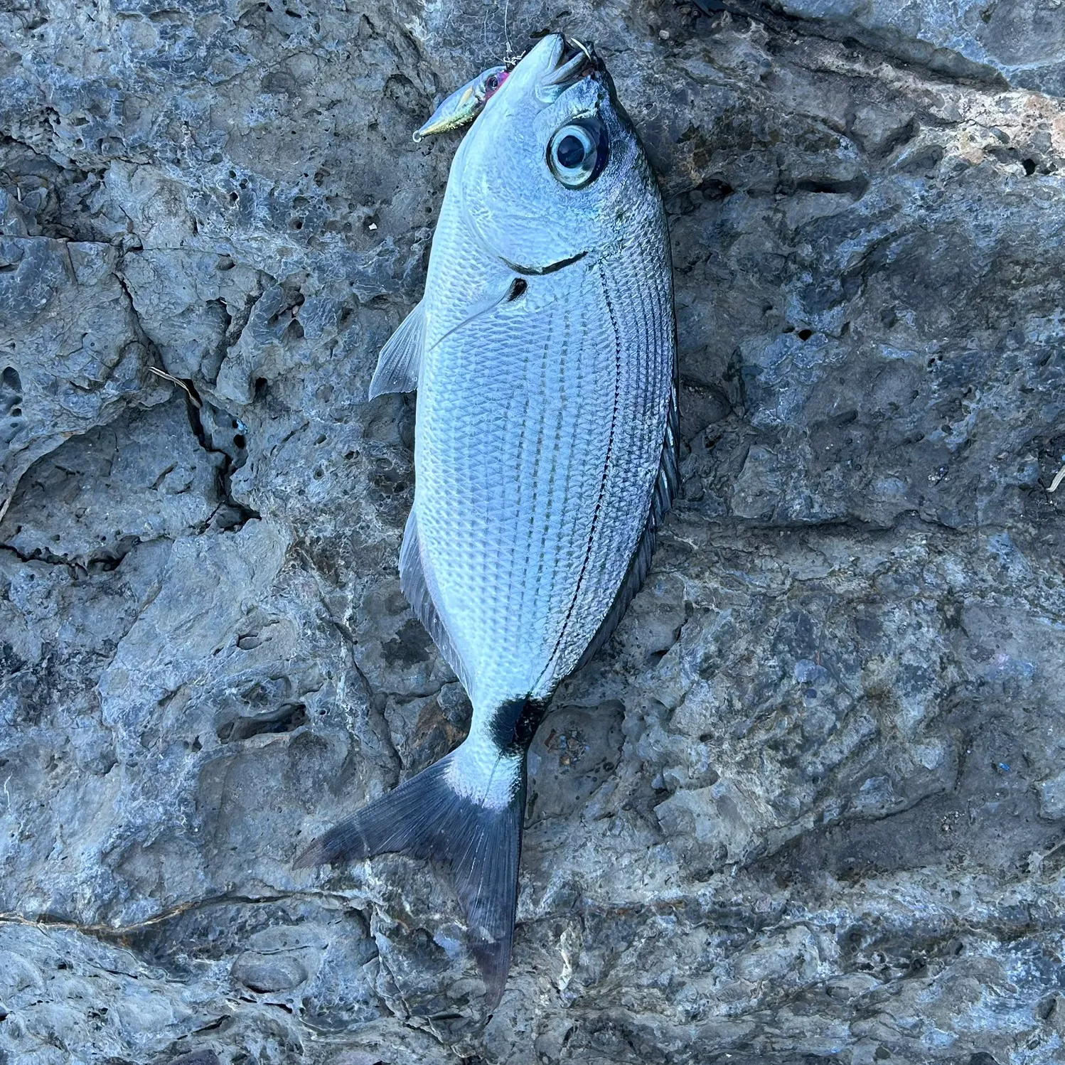 The most recent Saddled seabream catches on Fishbrain